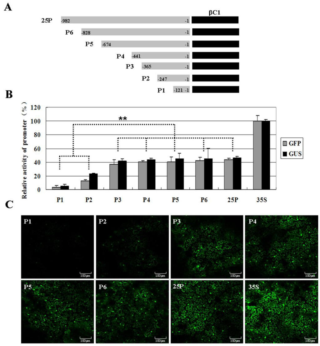 Viruses 07 02853 g004 1024