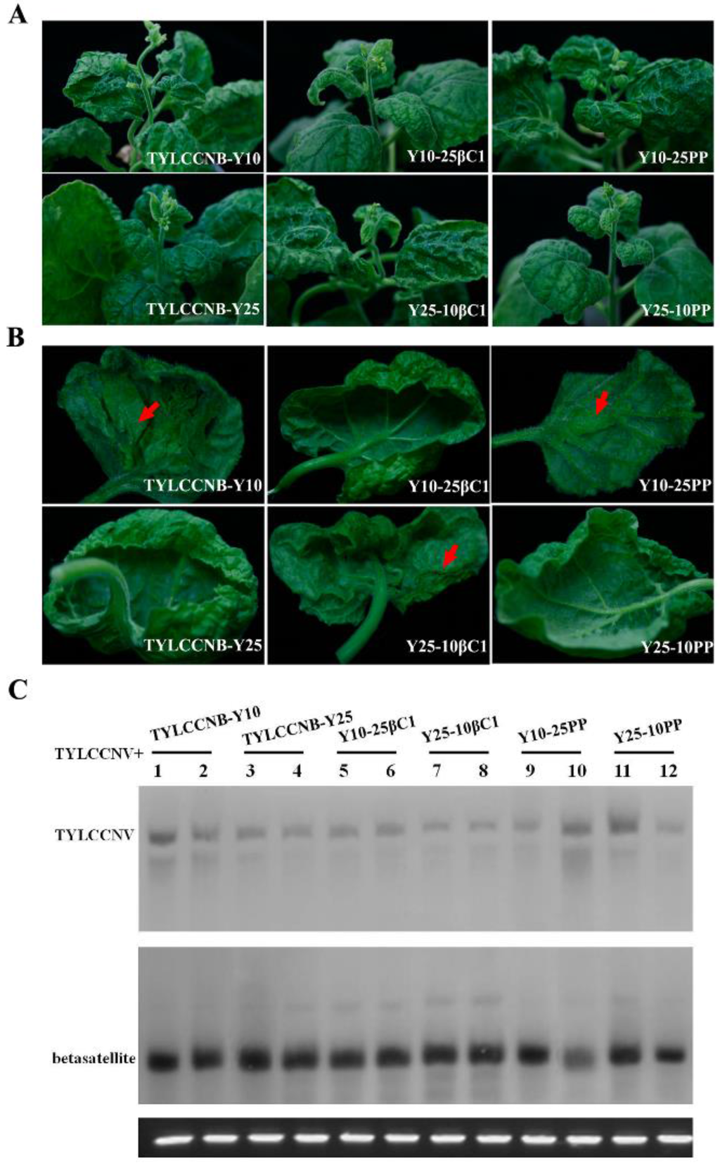 Viruses 07 02853 g005 1024