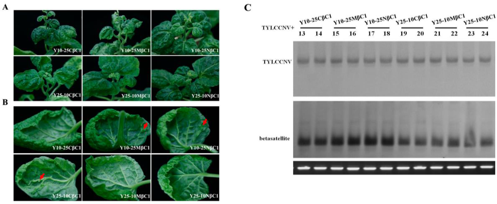 Viruses 07 02853 g007 1024