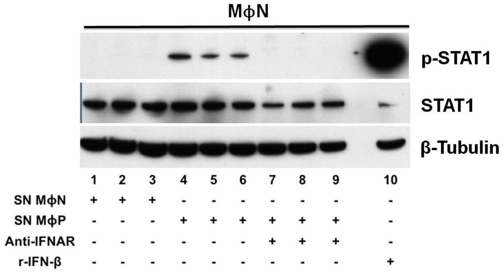 Viruses 07 02879 g006 1024