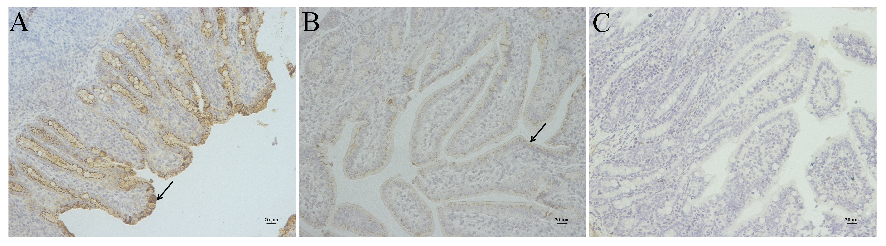 Viruses 07 02891 g003