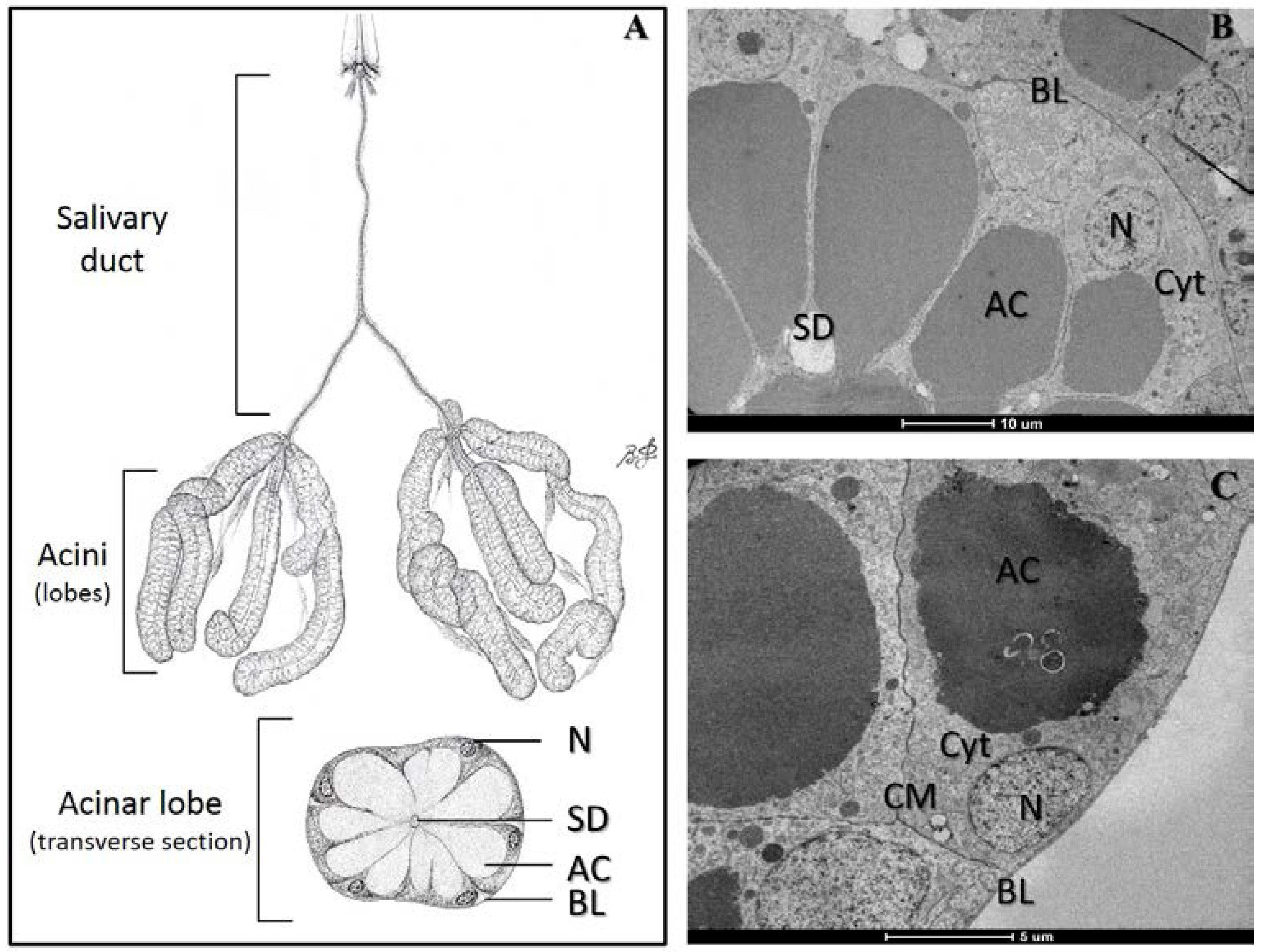Viruses 07 02917 g001