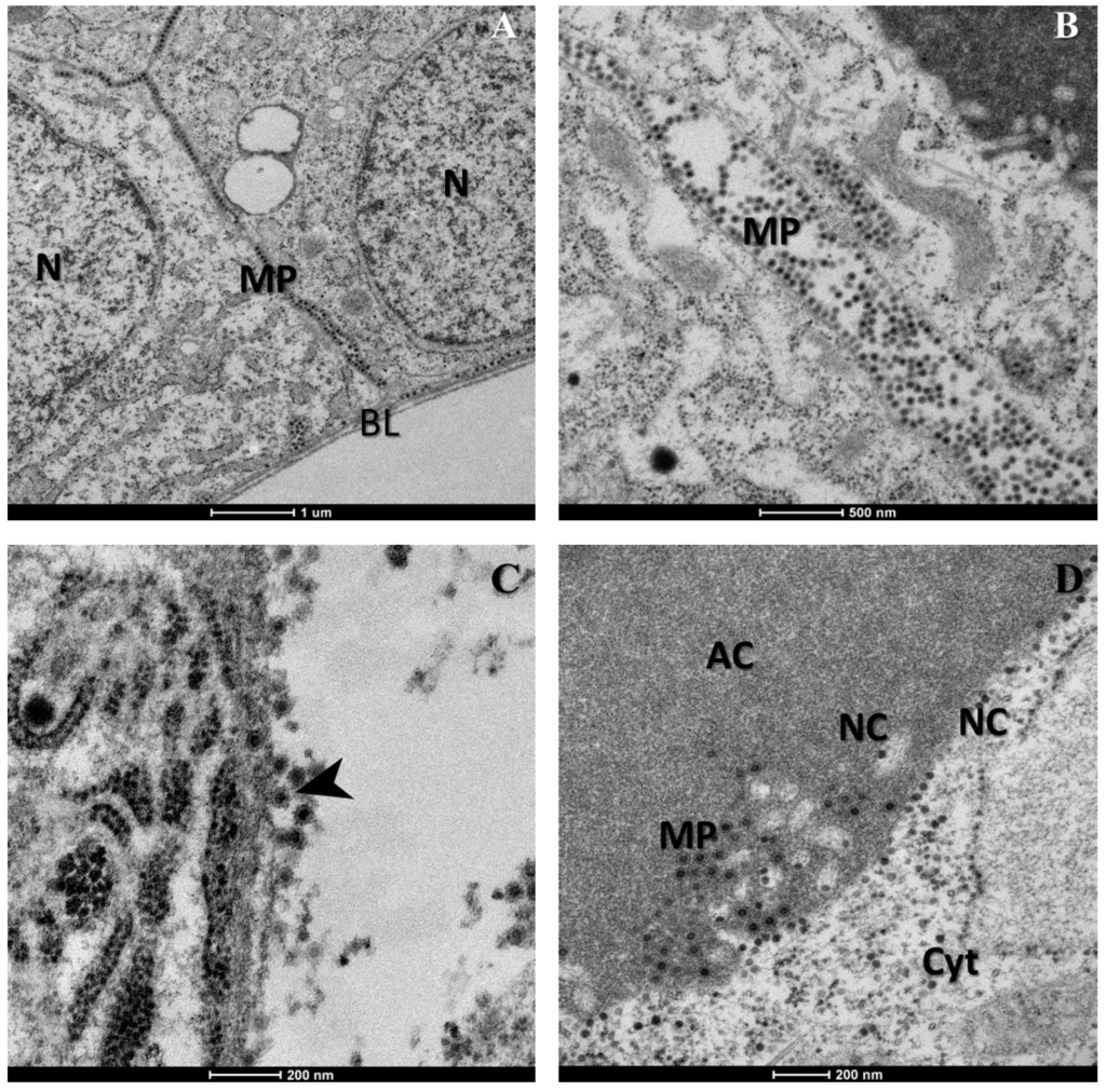 Viruses 07 02917 g002 1024