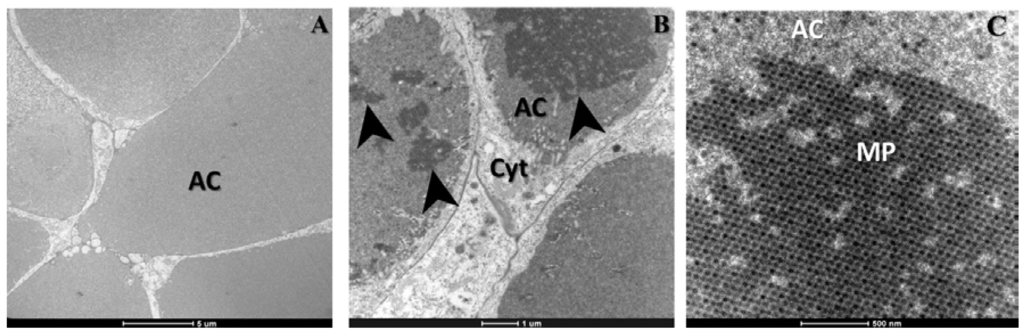 Viruses 07 02917 g003 1024