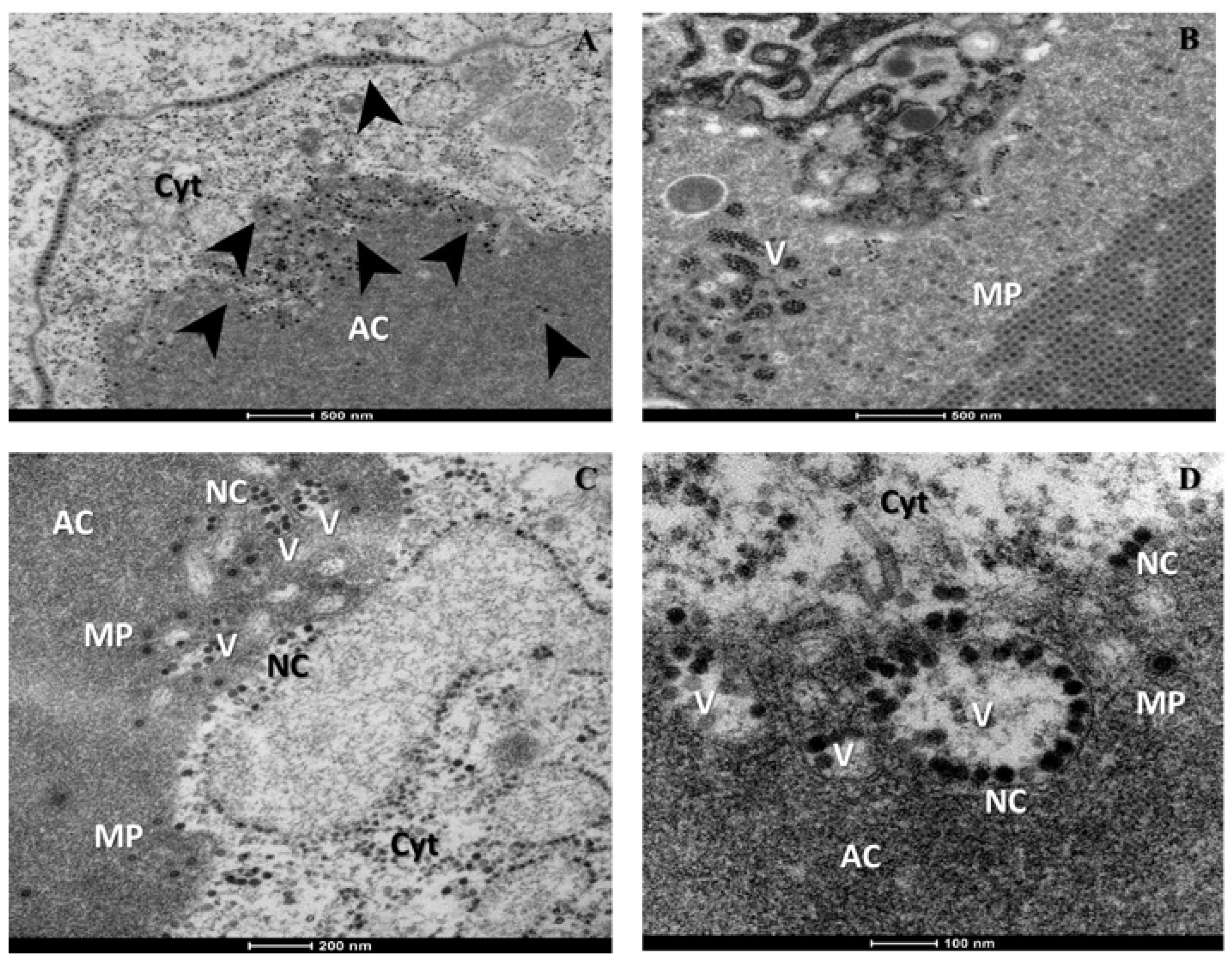 Viruses 07 02917 g004