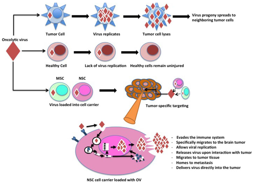 Viruses 07 02921 g001 1024