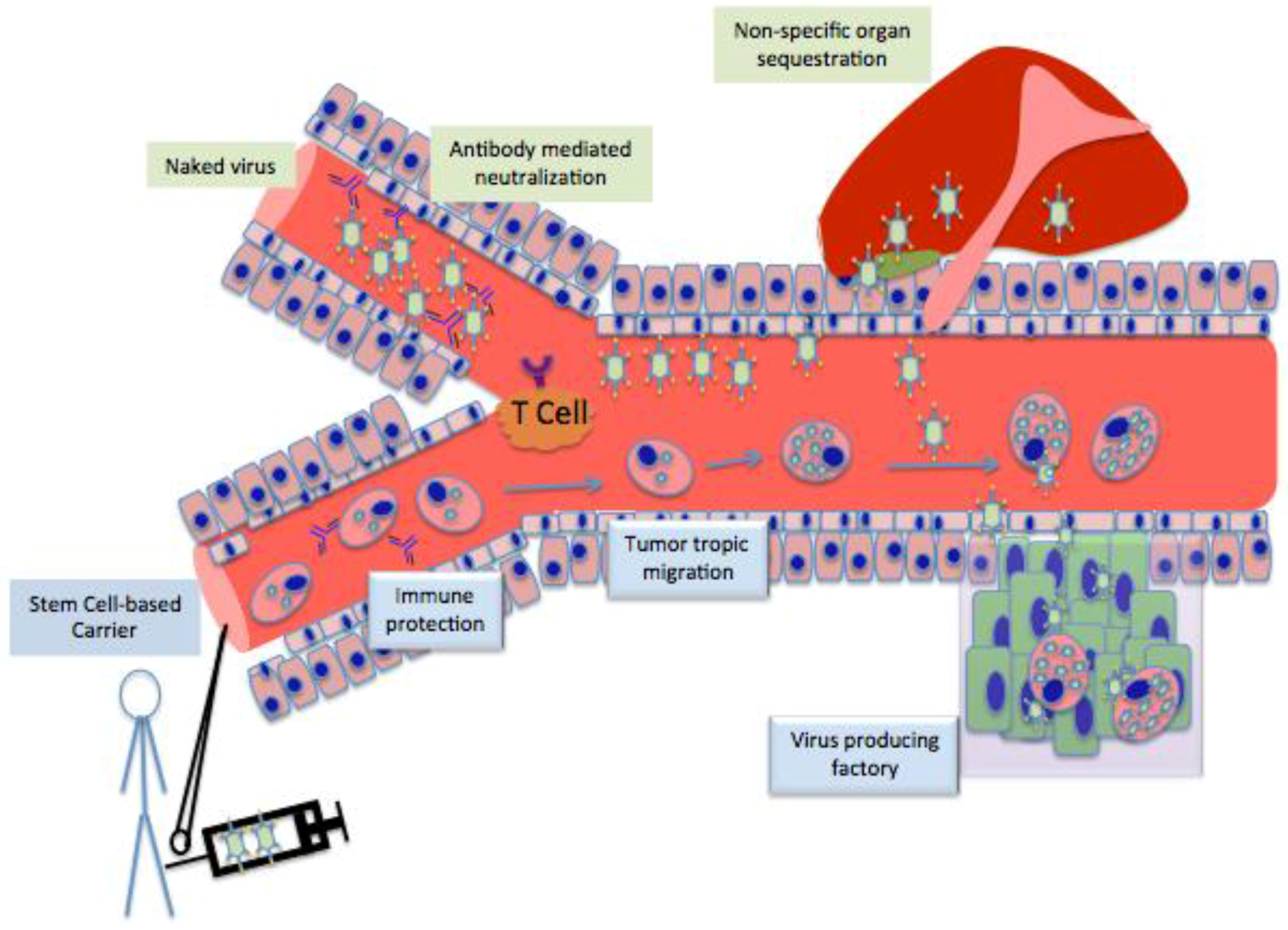 Viruses 07 02921 g002