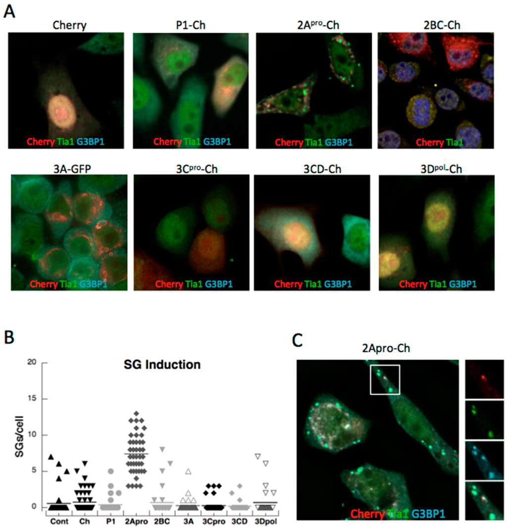 Viruses 07 02922 g001 1024