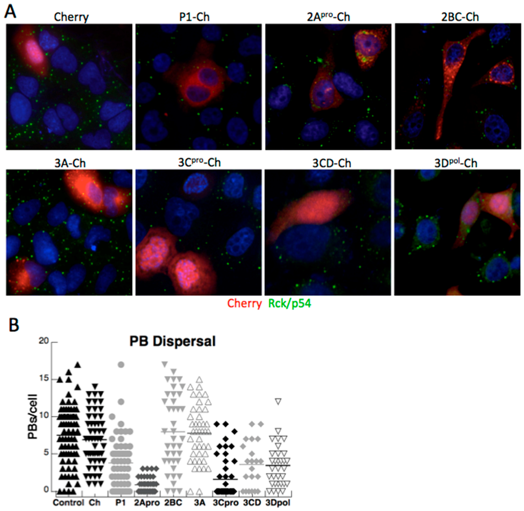 Viruses 07 02922 g004 1024
