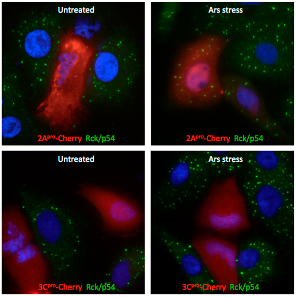 Viruses 07 02922 g006 1024