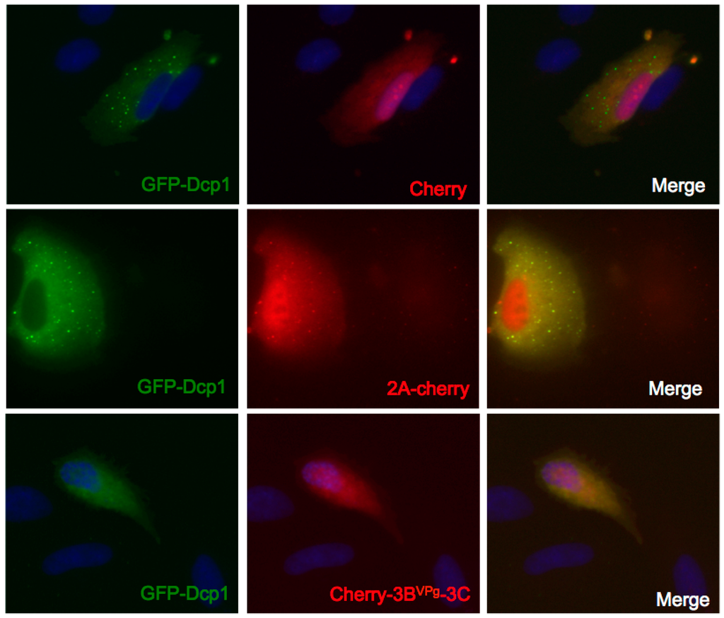 Viruses 07 02922 g007 1024