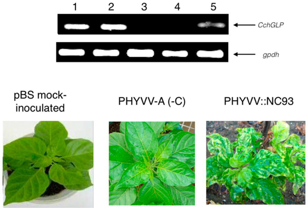Viruses 07 02930 g003 1024