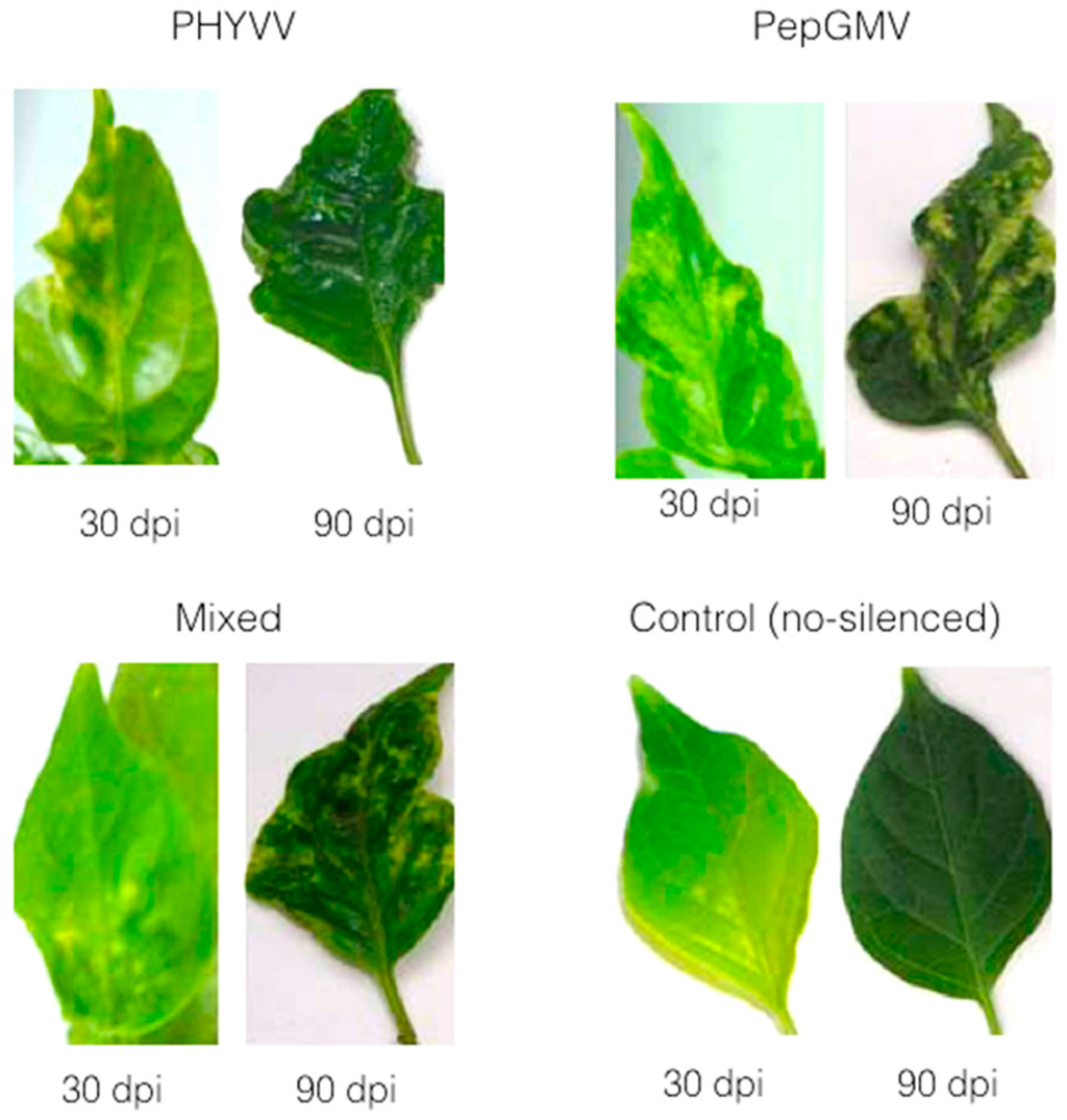 Viruses 07 02930 g004 1024