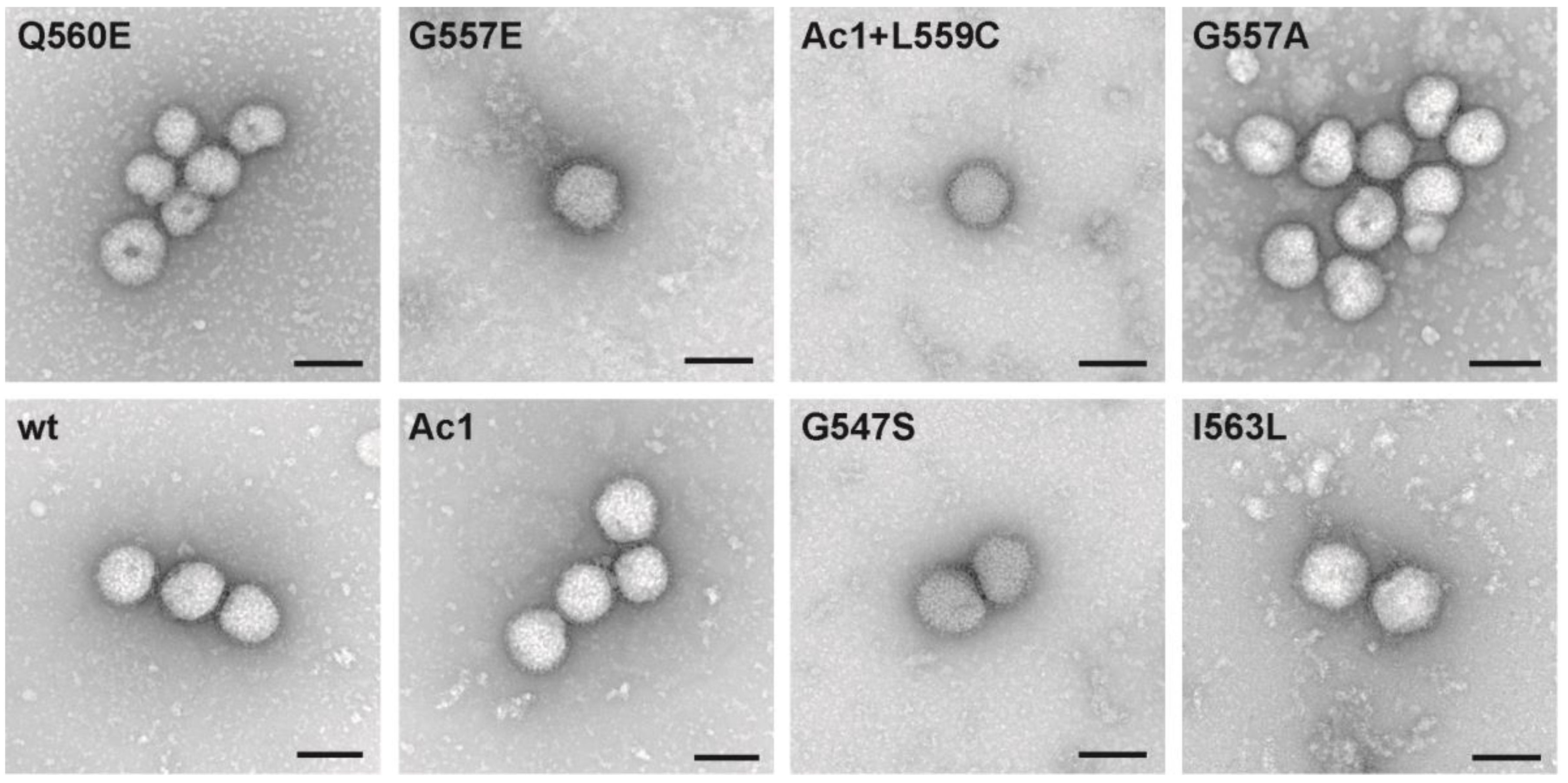 Viruses 07 02950 g005