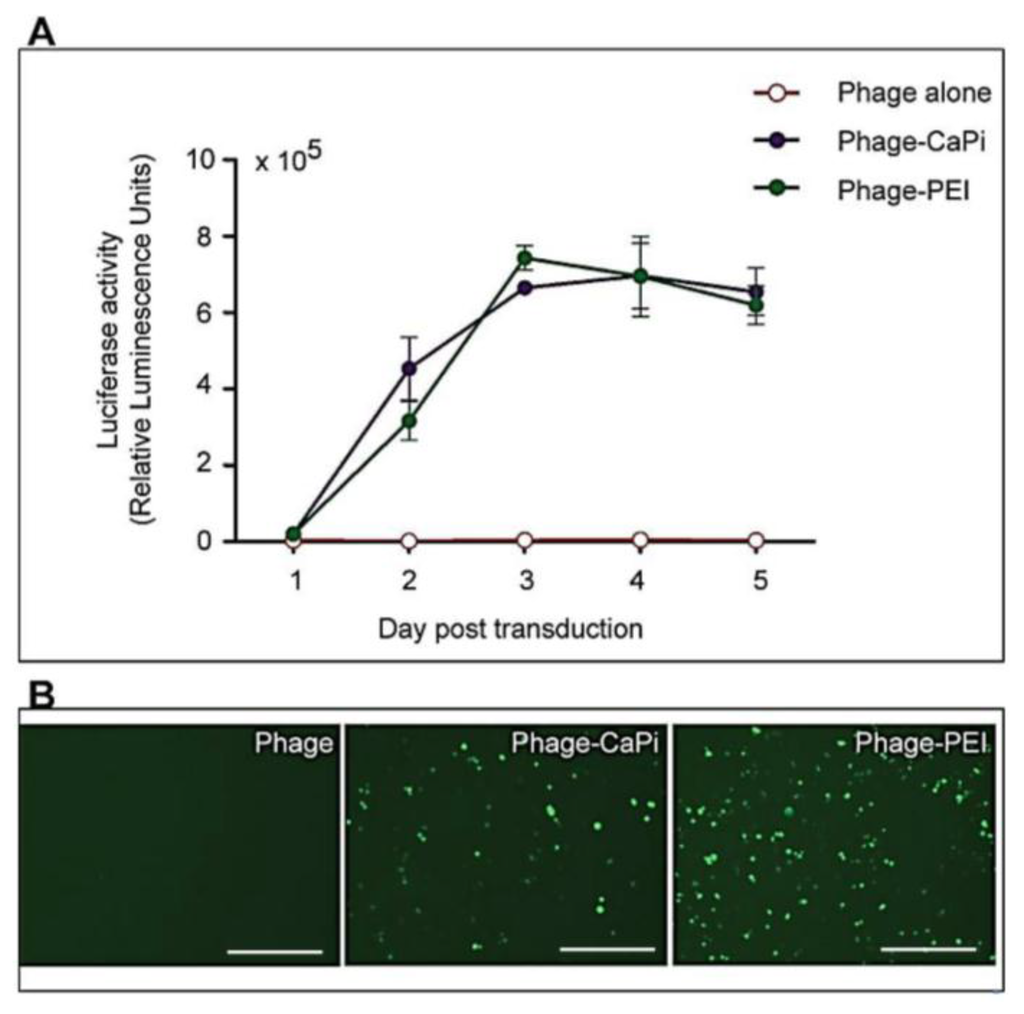Viruses 07 02951 g003 1024