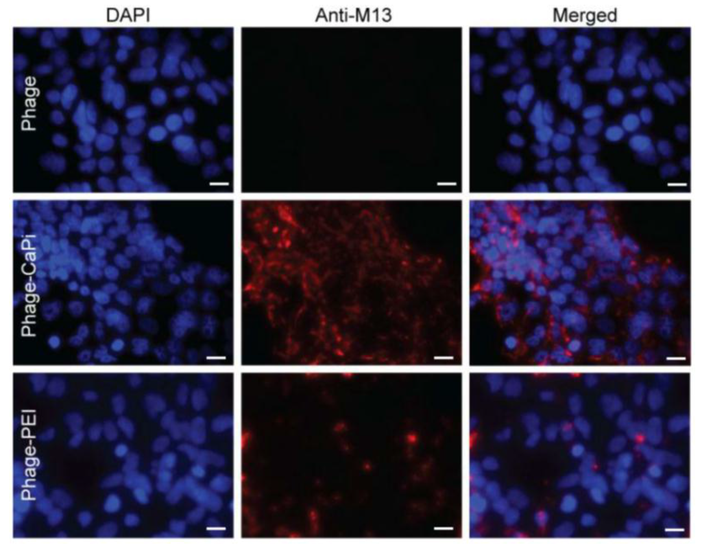 Viruses 07 02951 g005 1024
