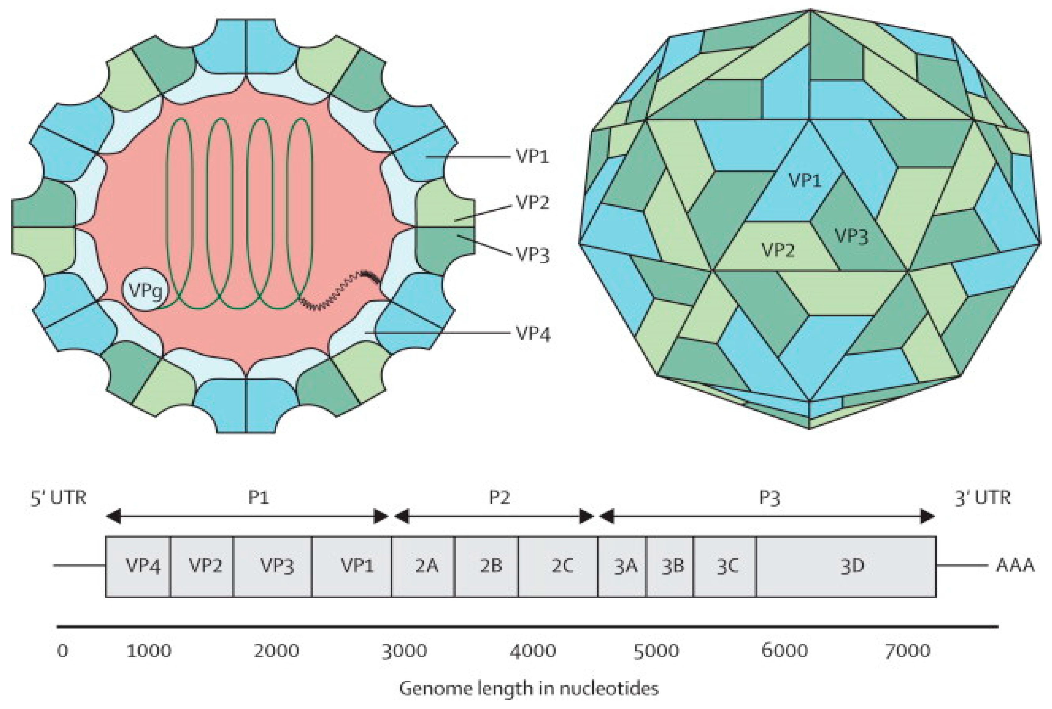 Viruses 08 00001 g001