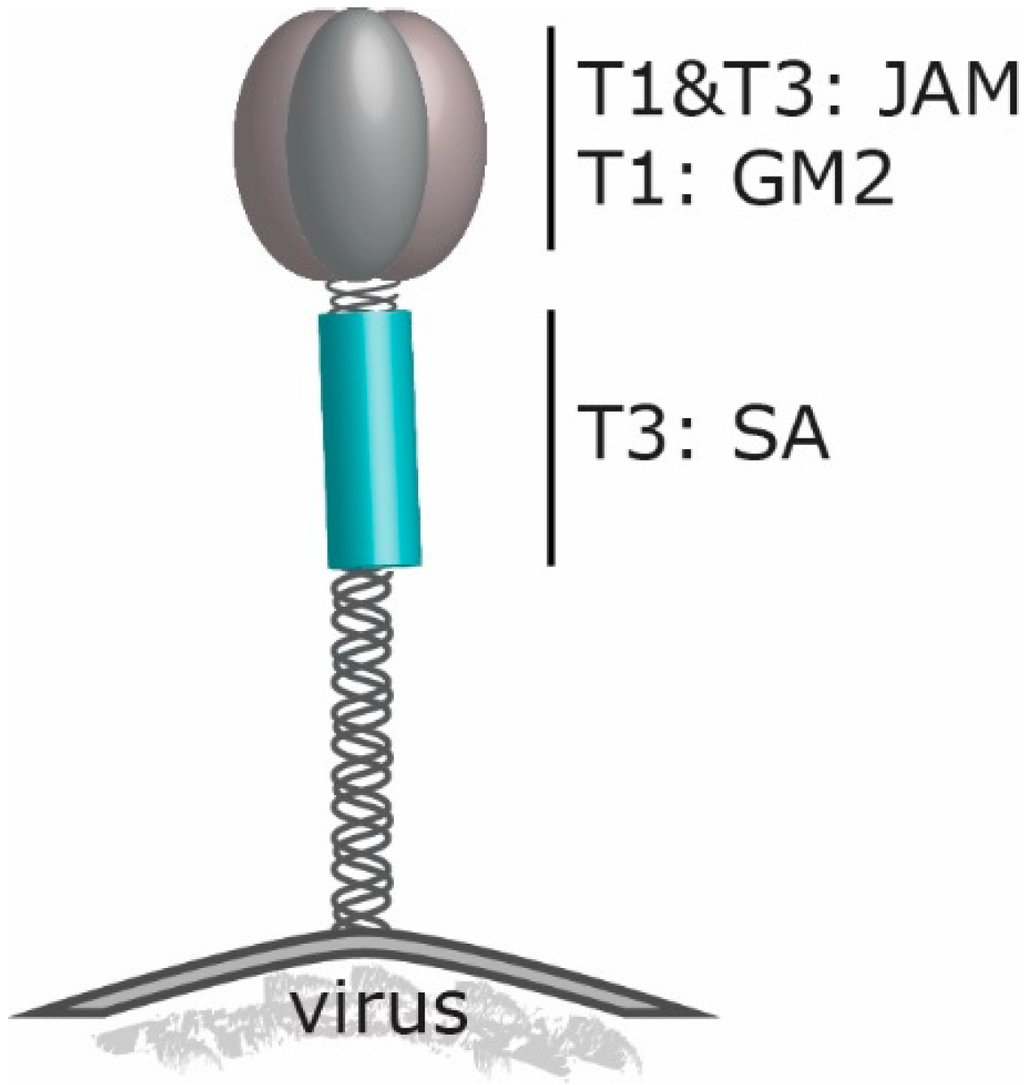 Viruses 08 00004 g001 1024