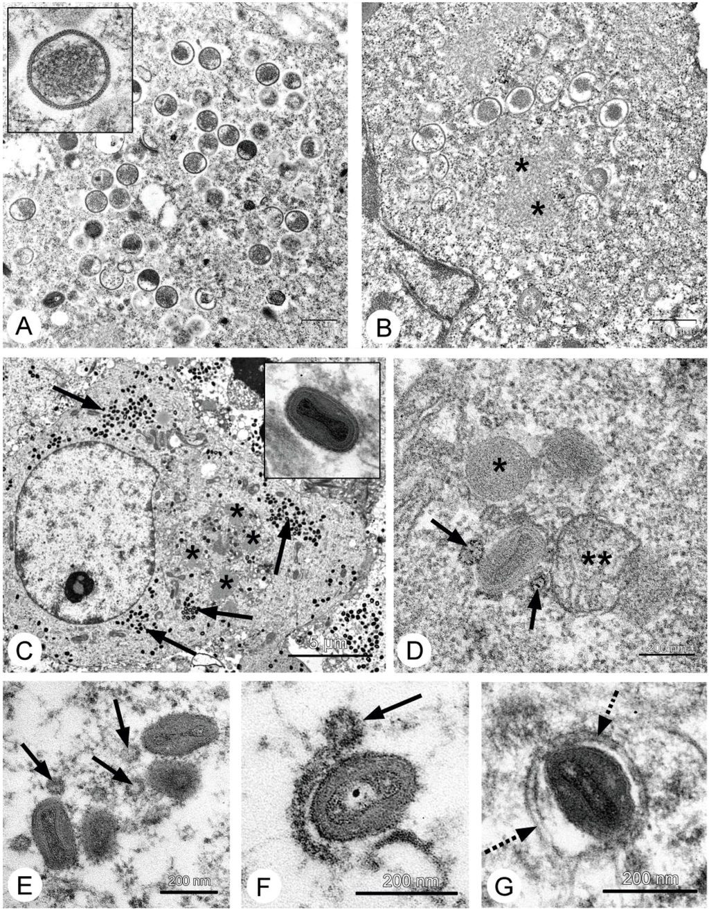 Viruses 08 00020 g003 1024