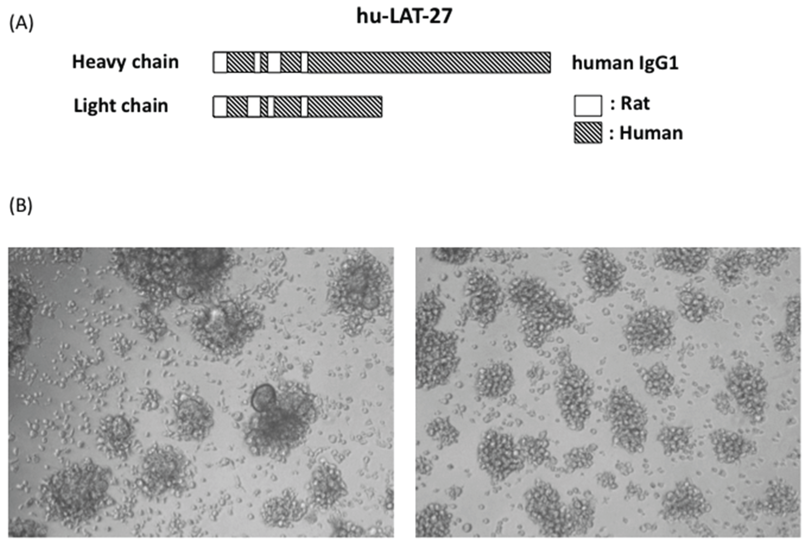 Viruses 08 00041 g003