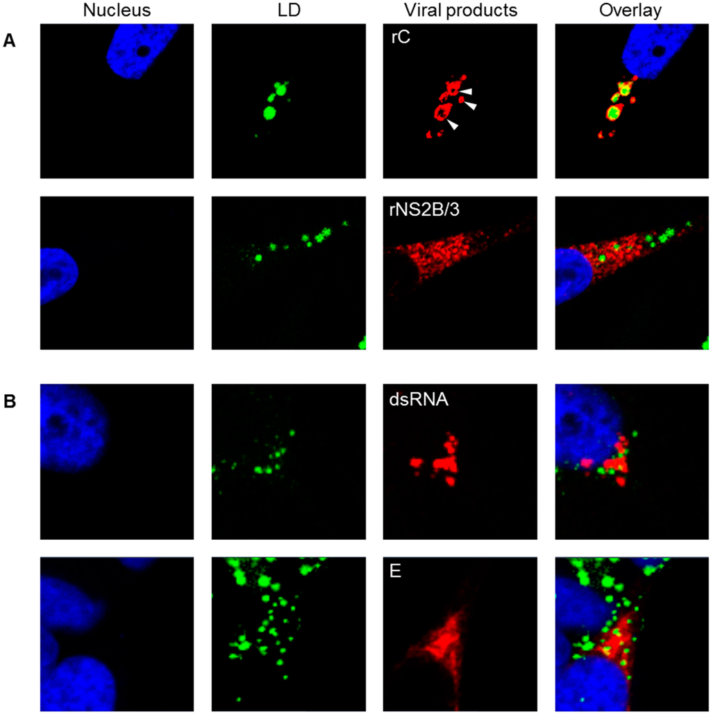 Viruses 08 00046 g005 1024