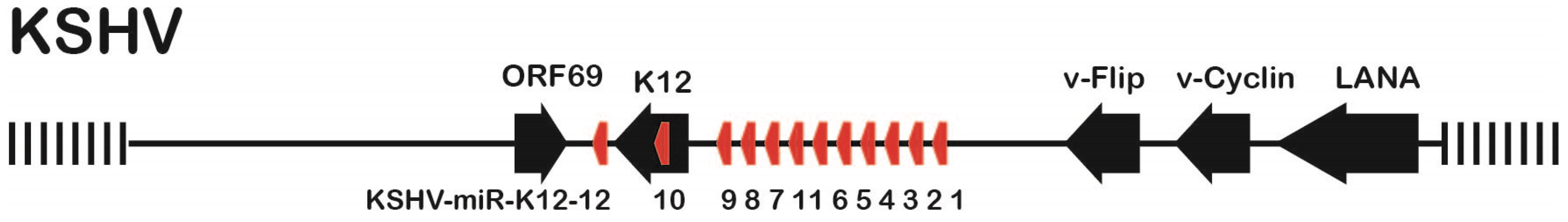 Viruses 08 00054 g001