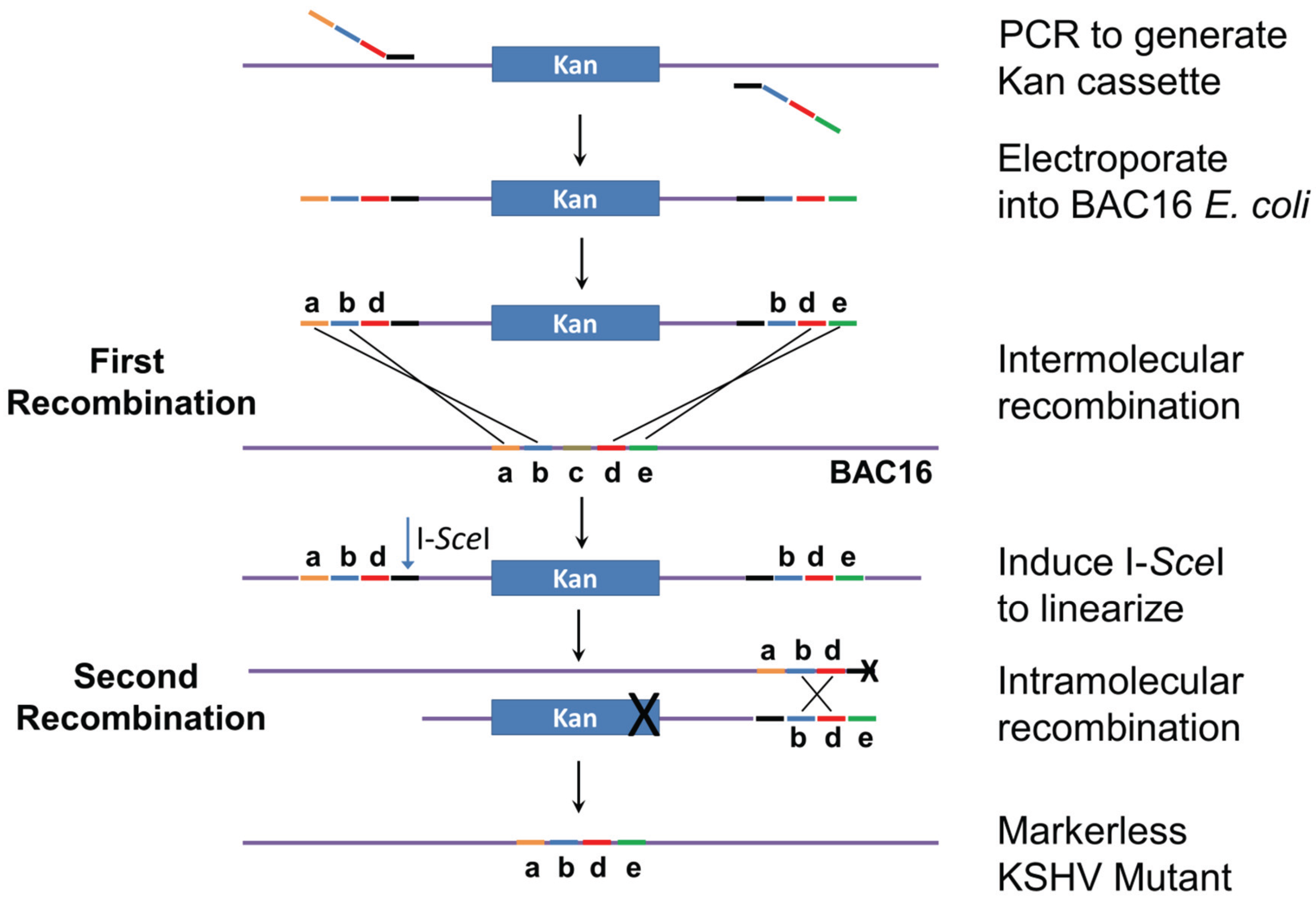 Viruses 08 00054 g002