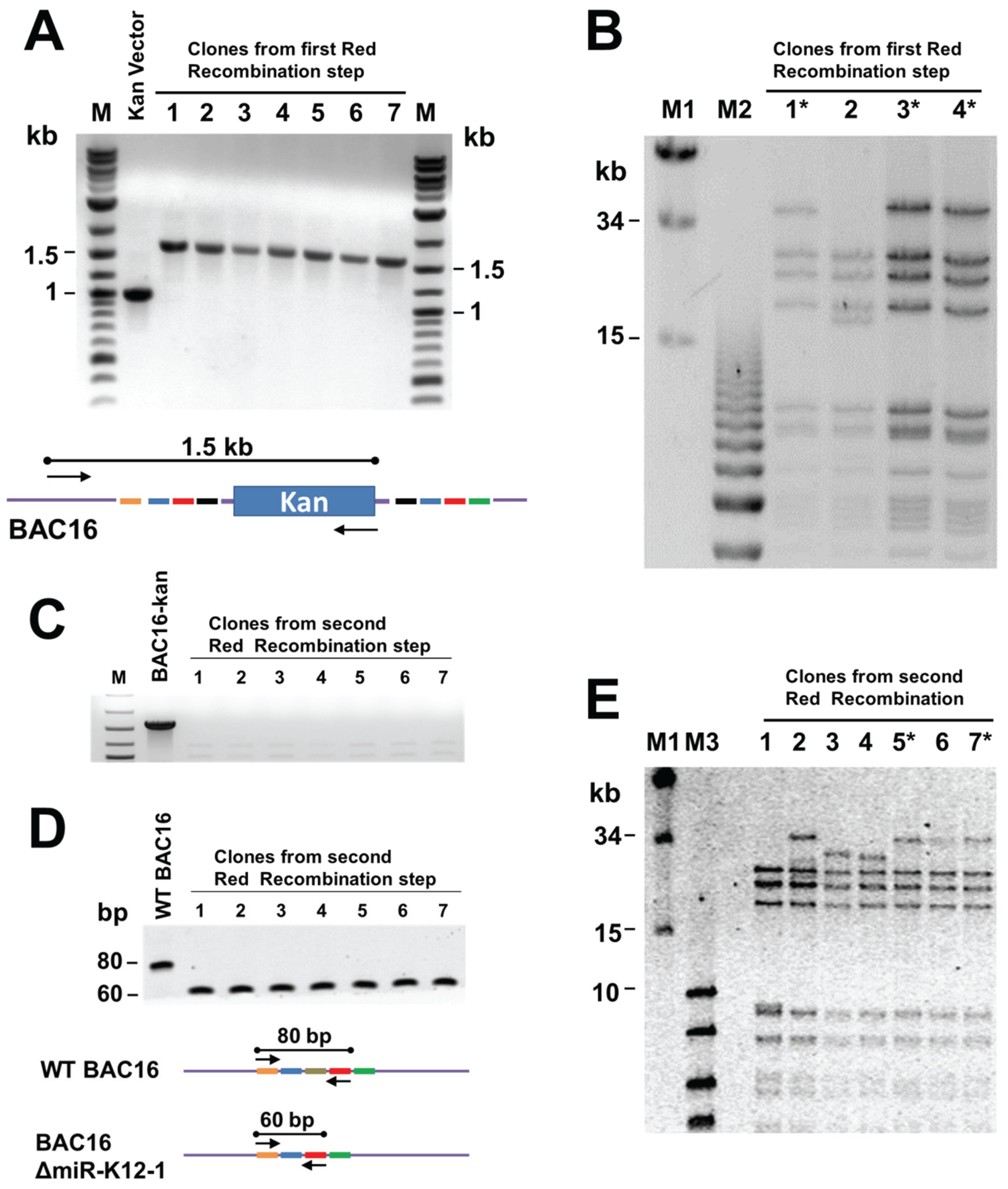 Viruses 08 00054 g003