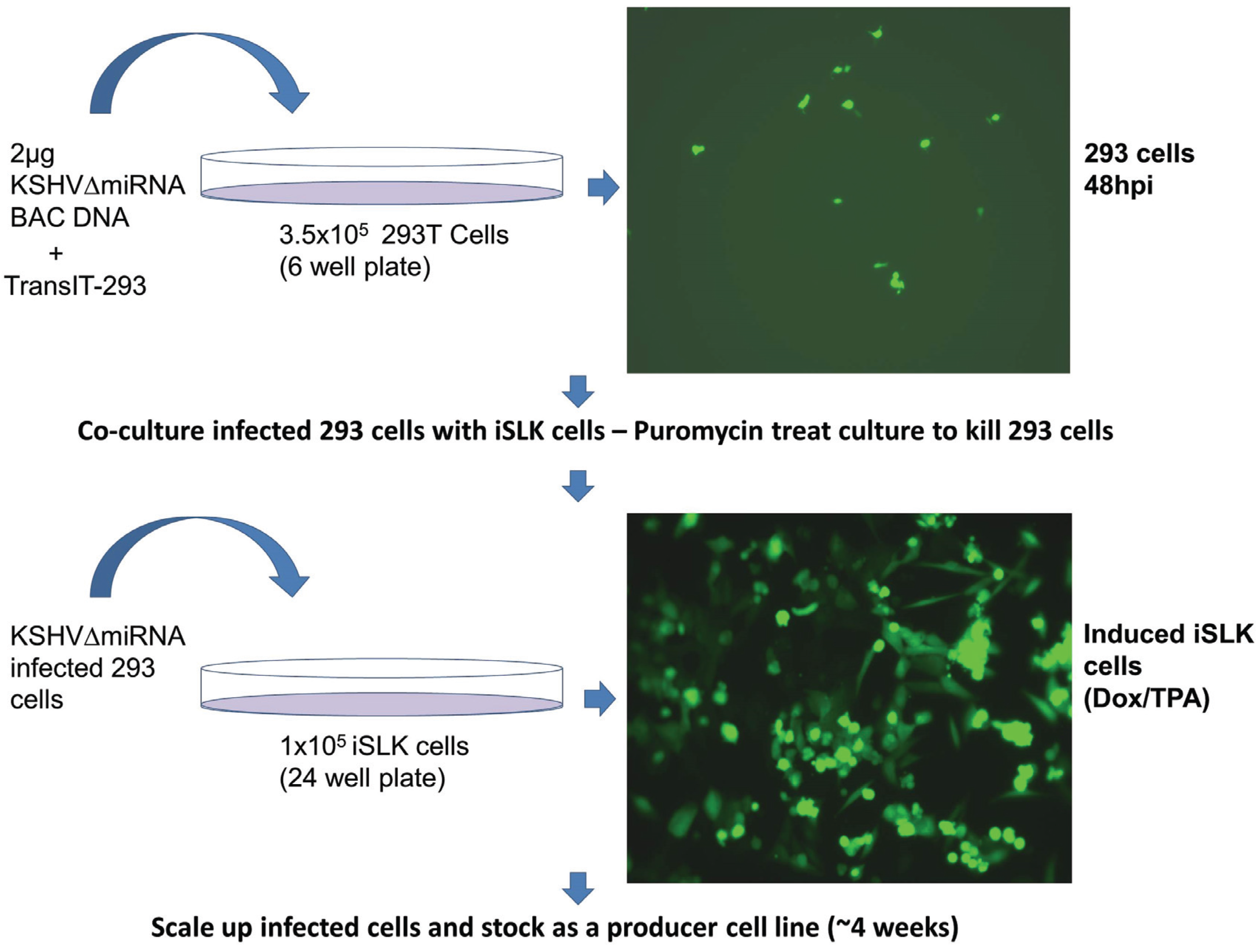 Viruses 08 00054 g004