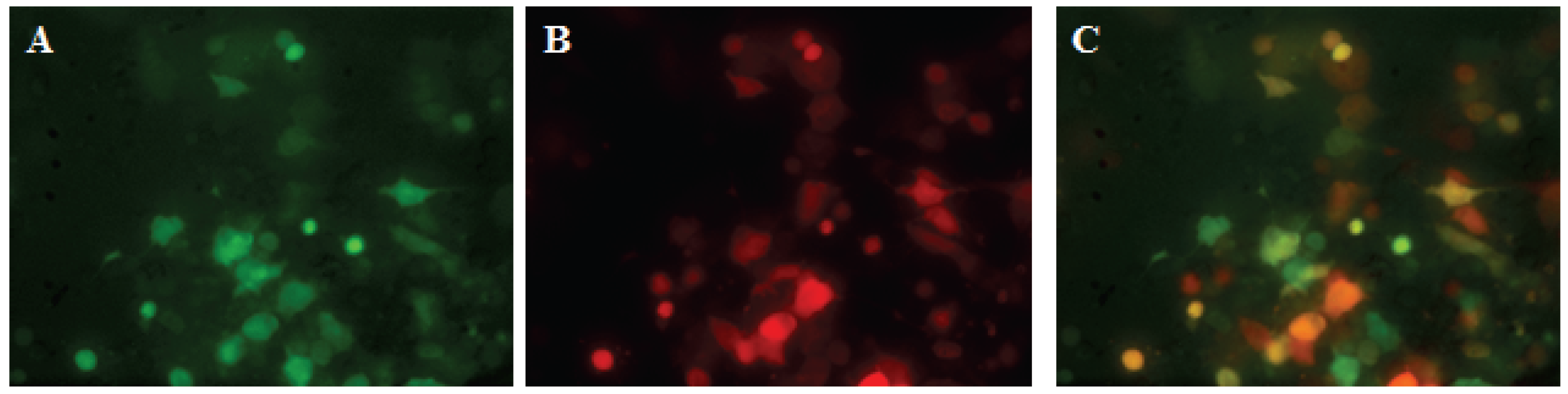 Viruses 08 00069 g001