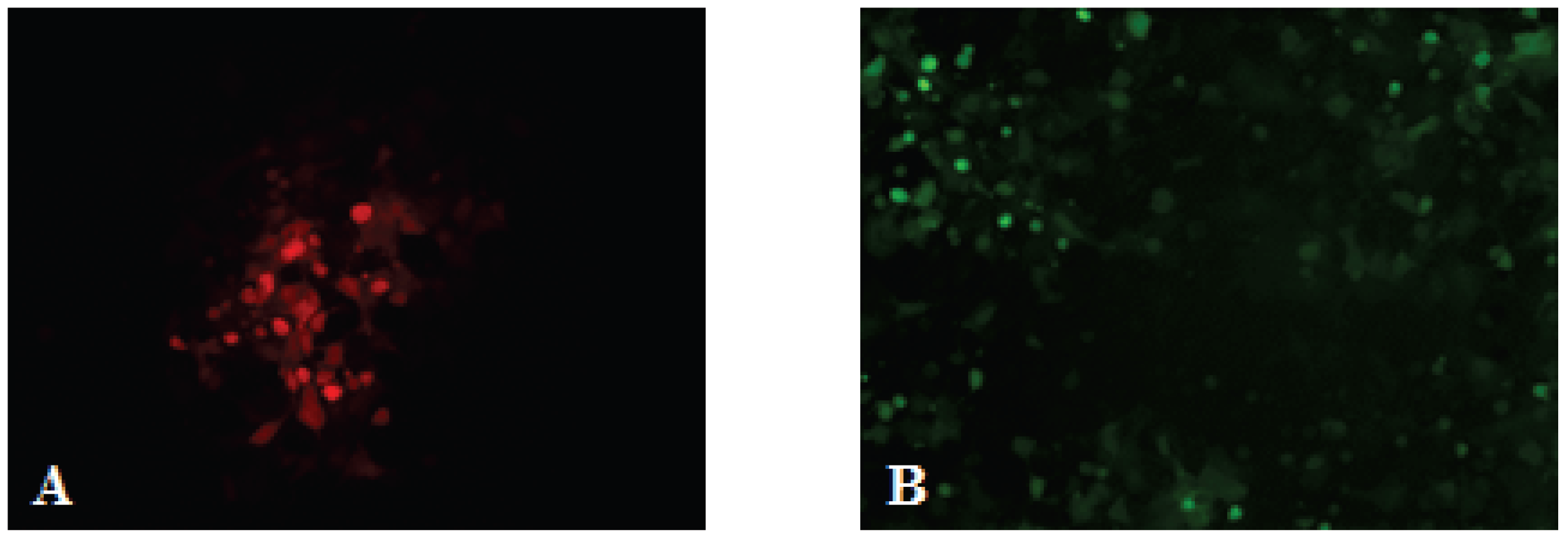 Viruses 08 00069 g003