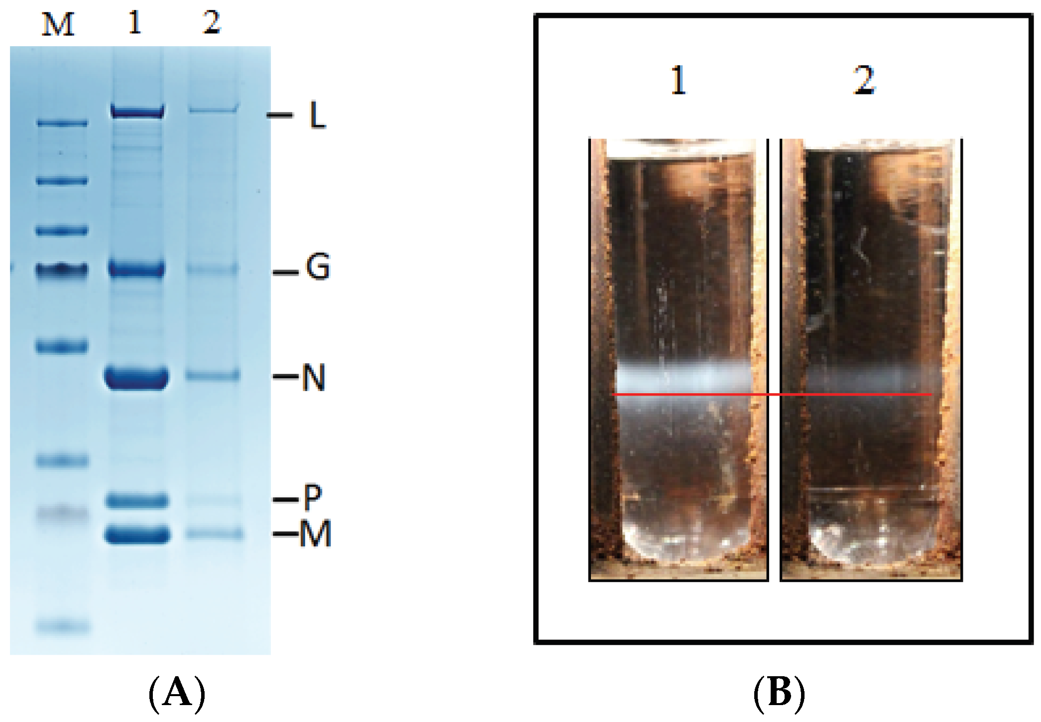 Viruses 08 00069 g004