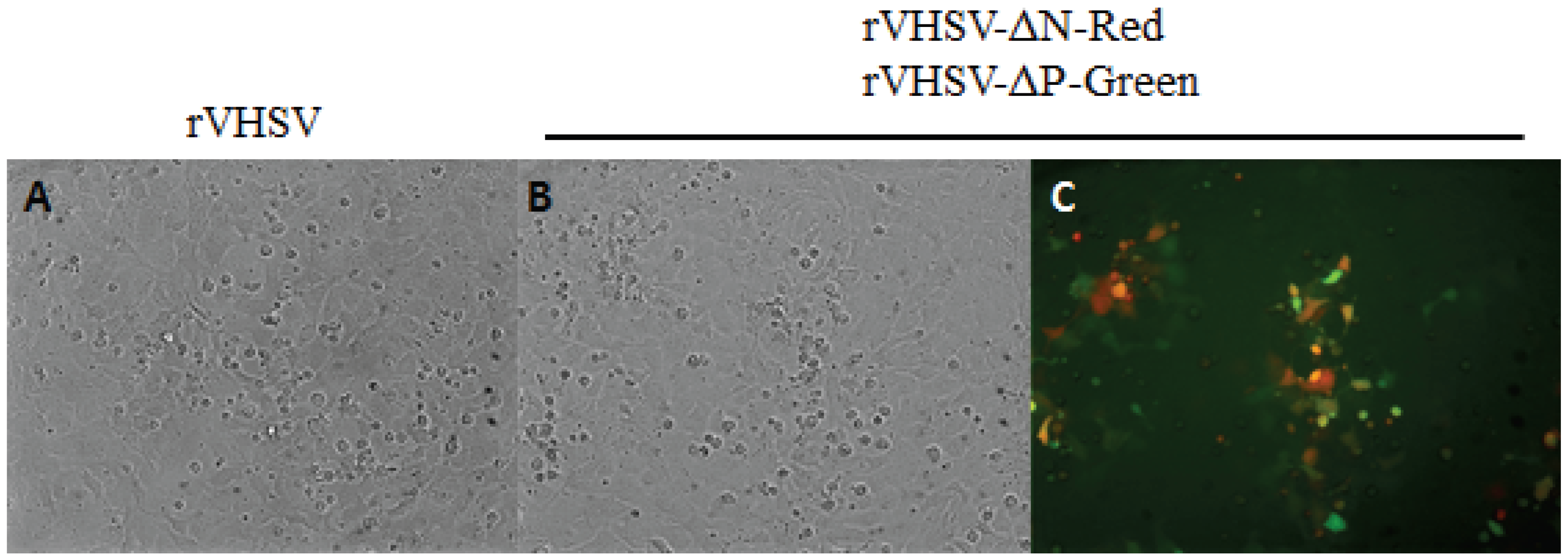 Viruses 08 00069 g005