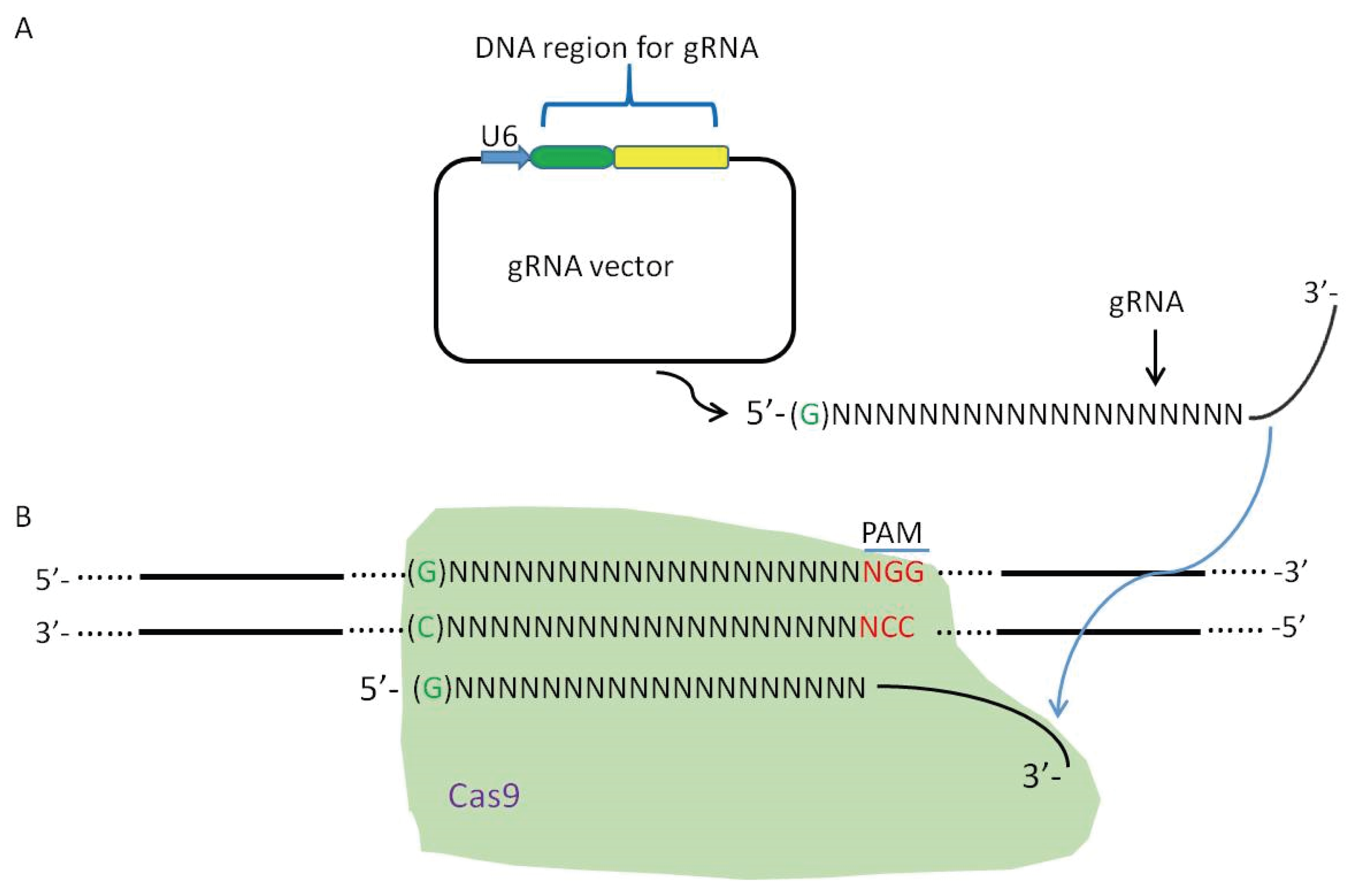 Viruses 08 00072 g002a