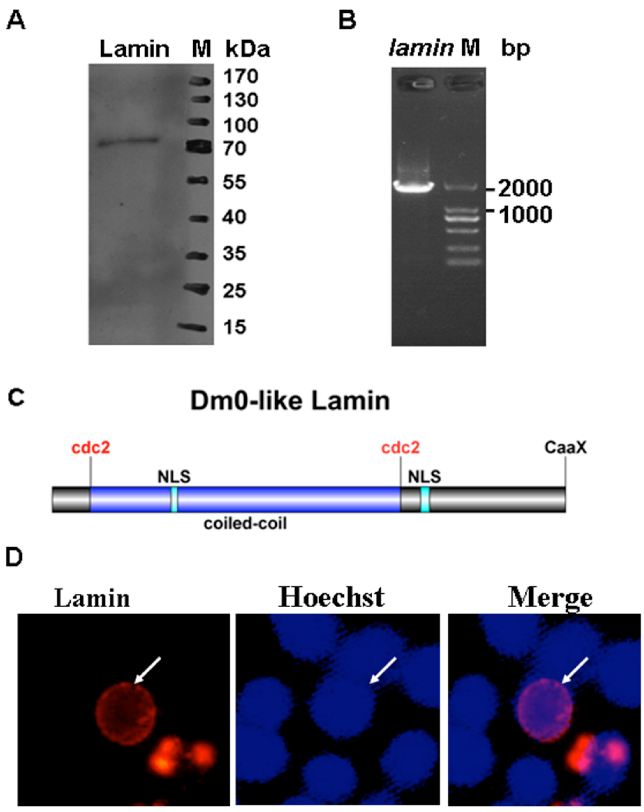 Viruses 08 00126 g001