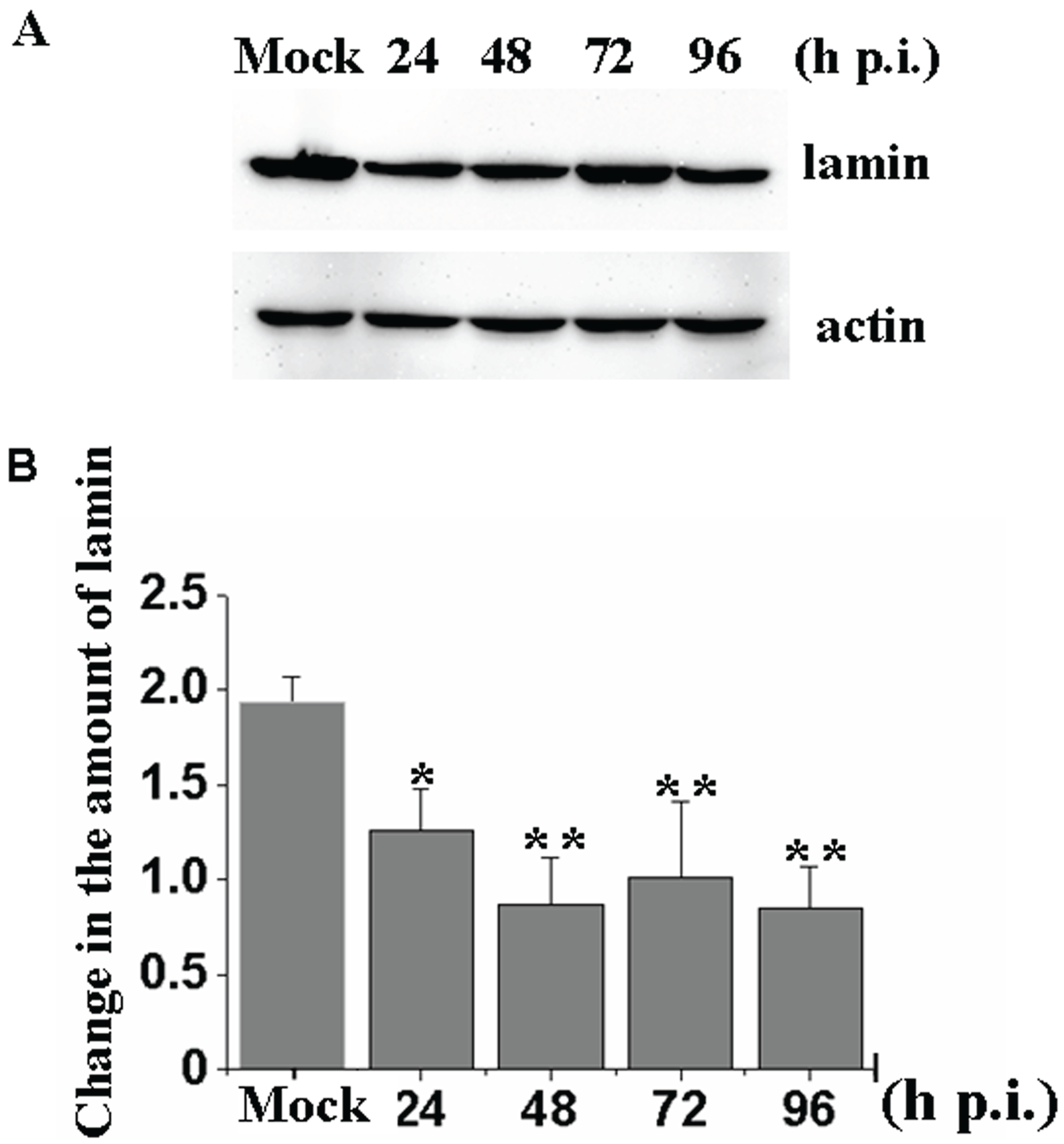 Viruses 08 00126 g003