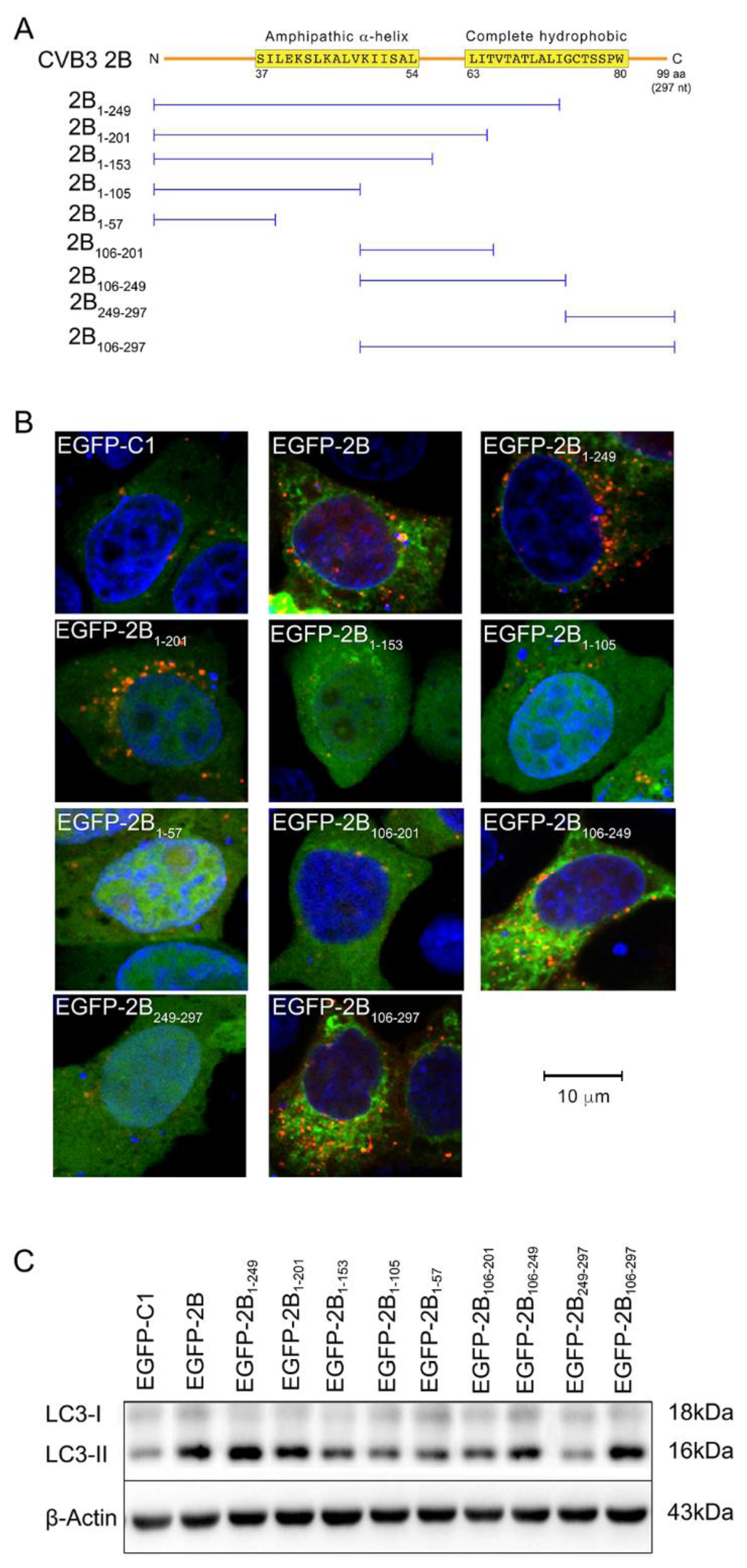 Viruses 08 00131 g003
