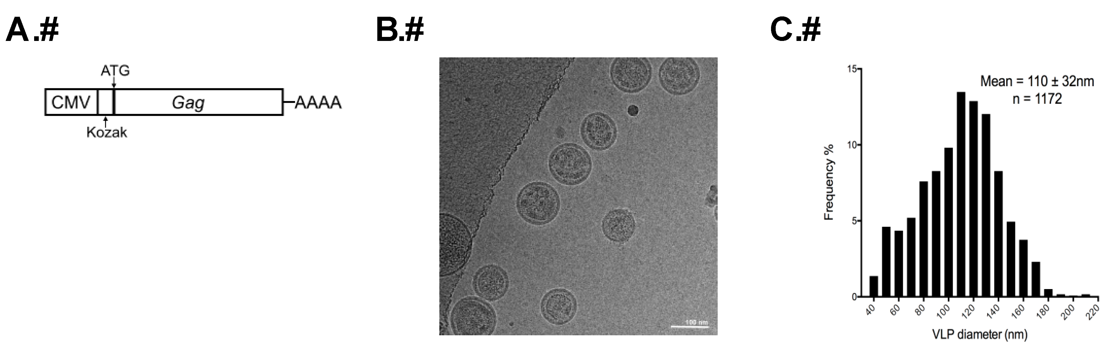 Viruses 08 00132 g001