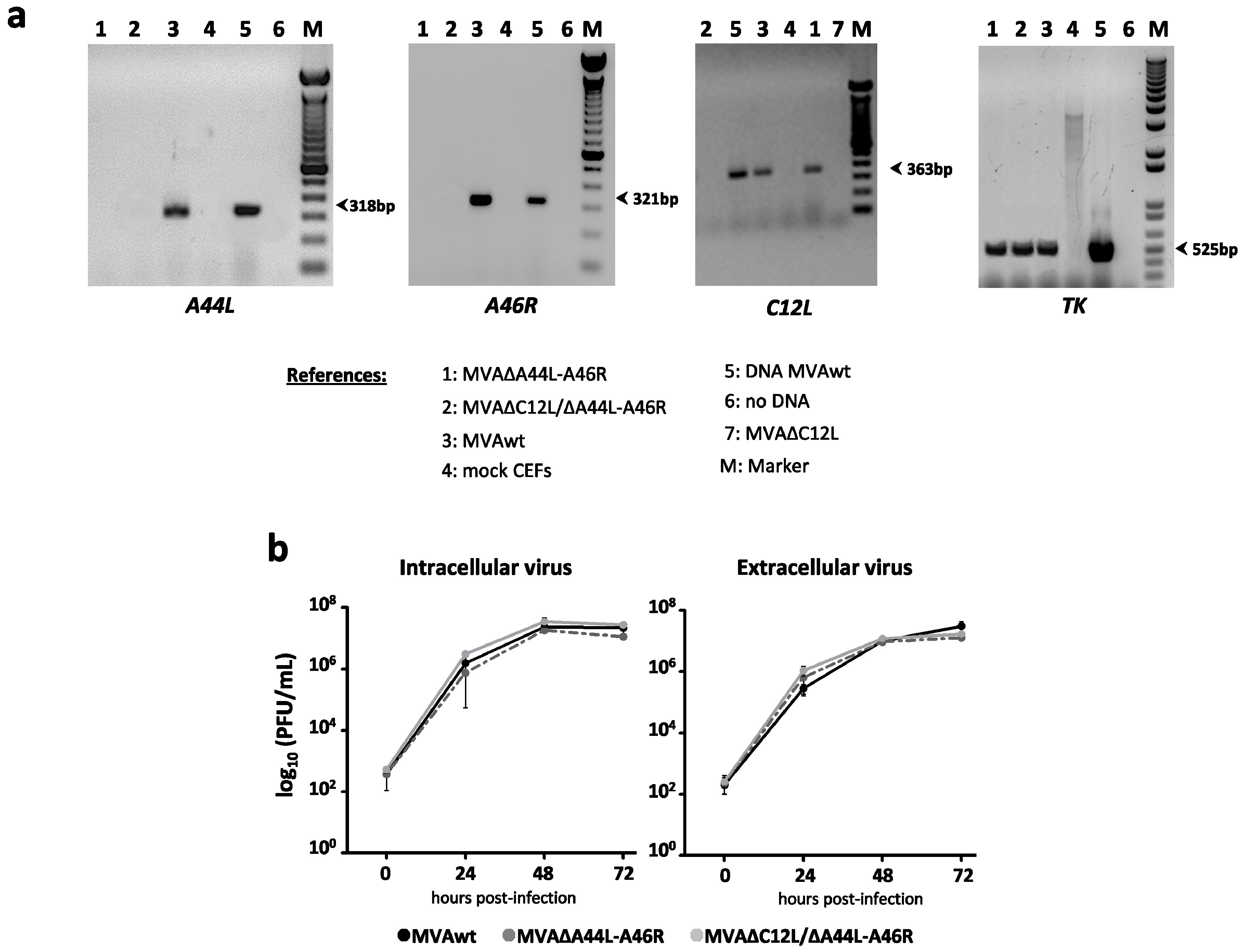 Viruses 08 00139 g001