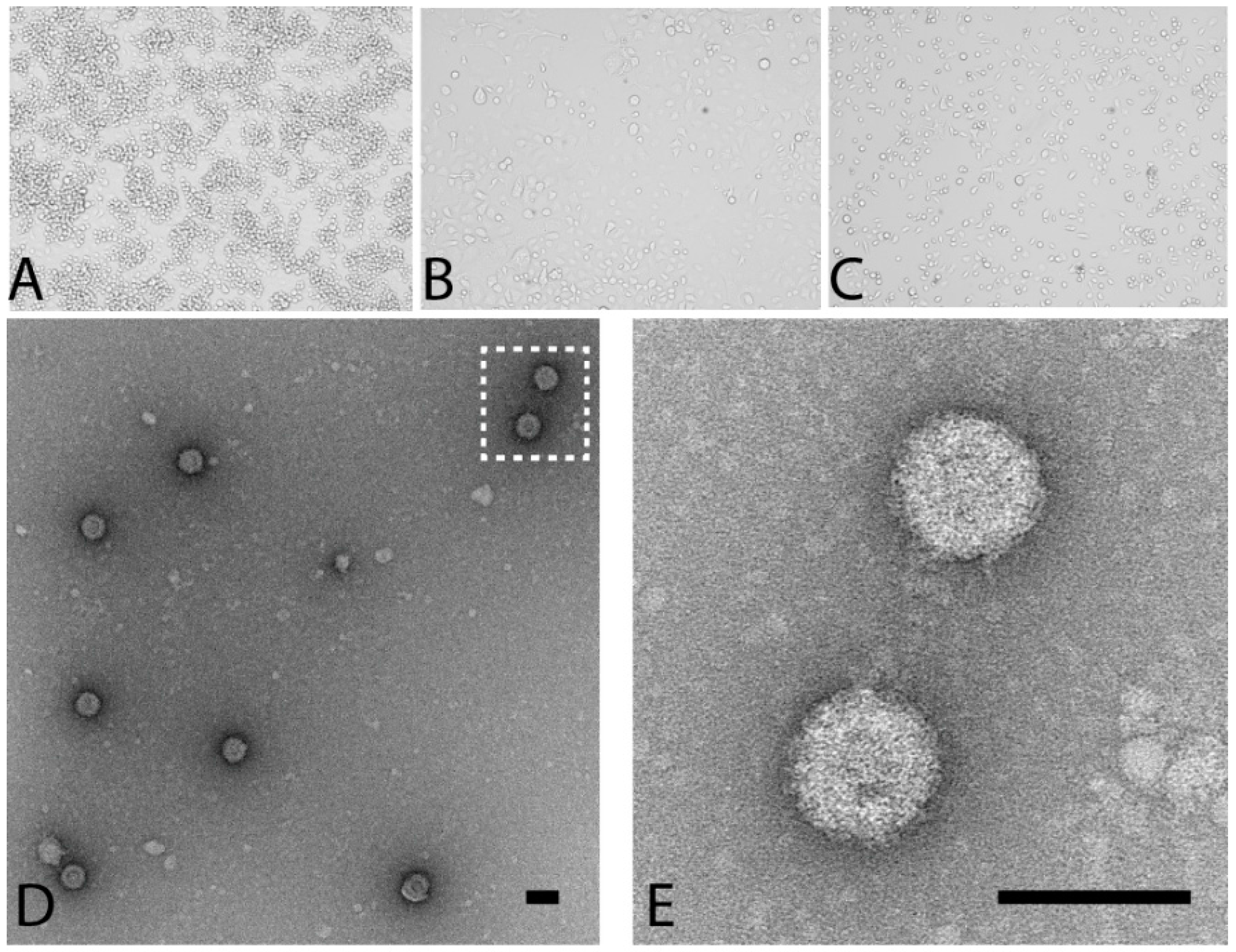 Viruses 08 00141 g001