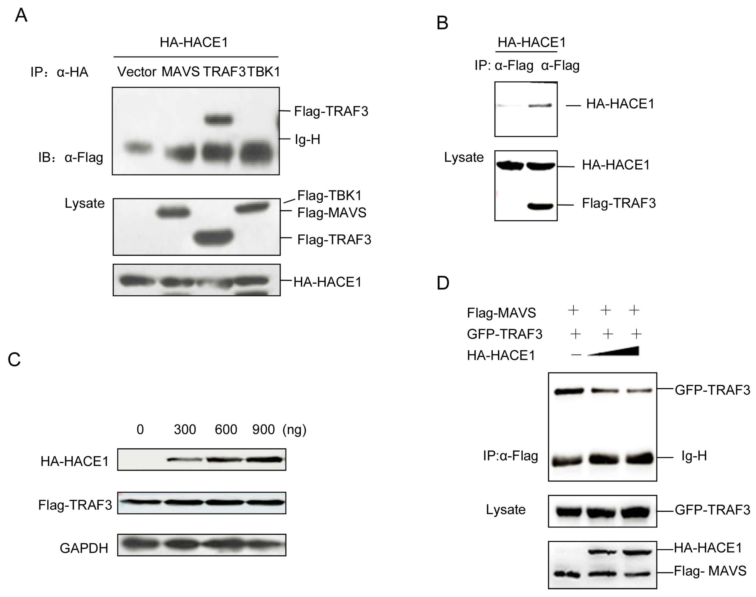 Viruses 08 00146 g005