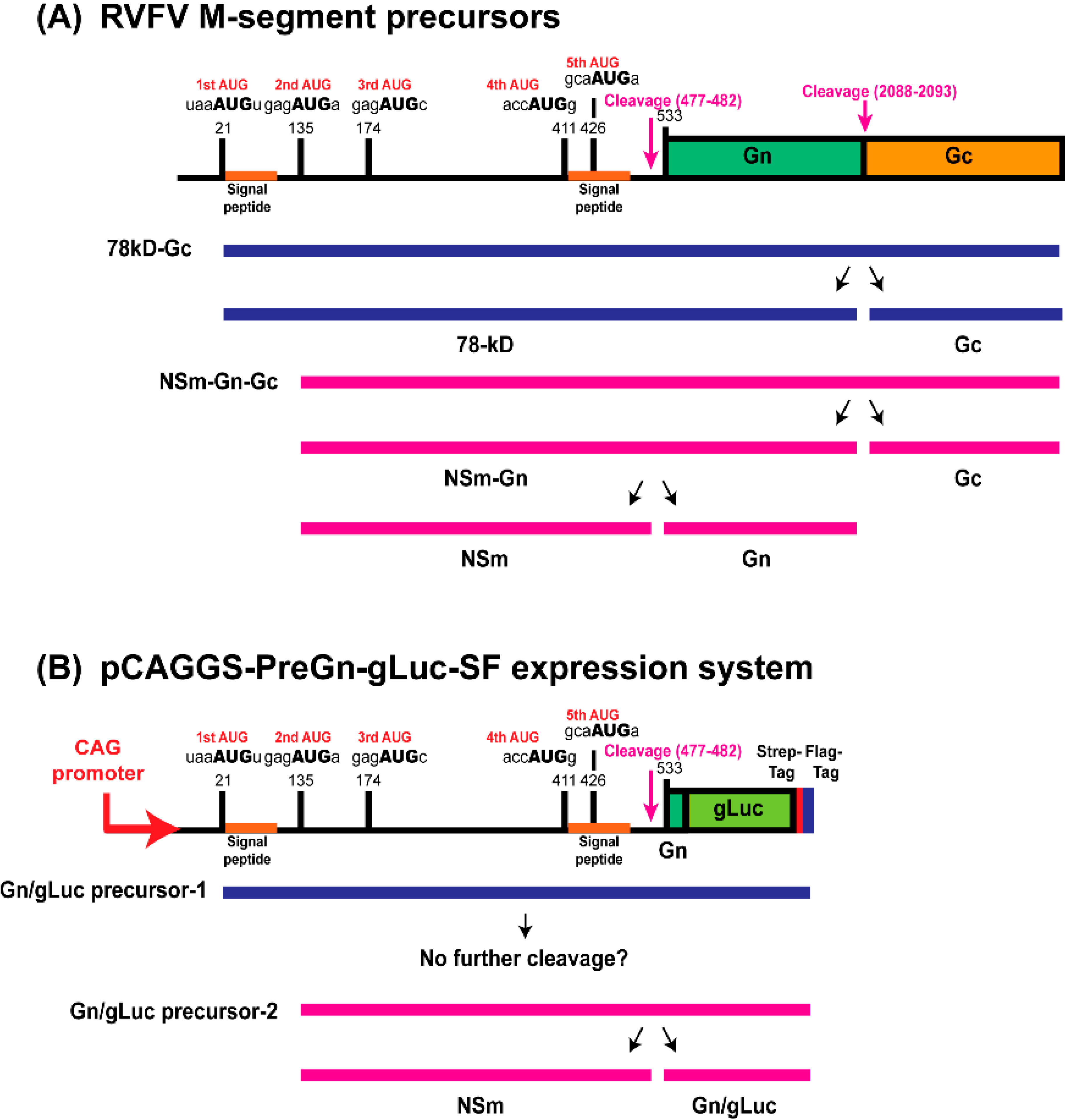 Viruses 08 00151 g001