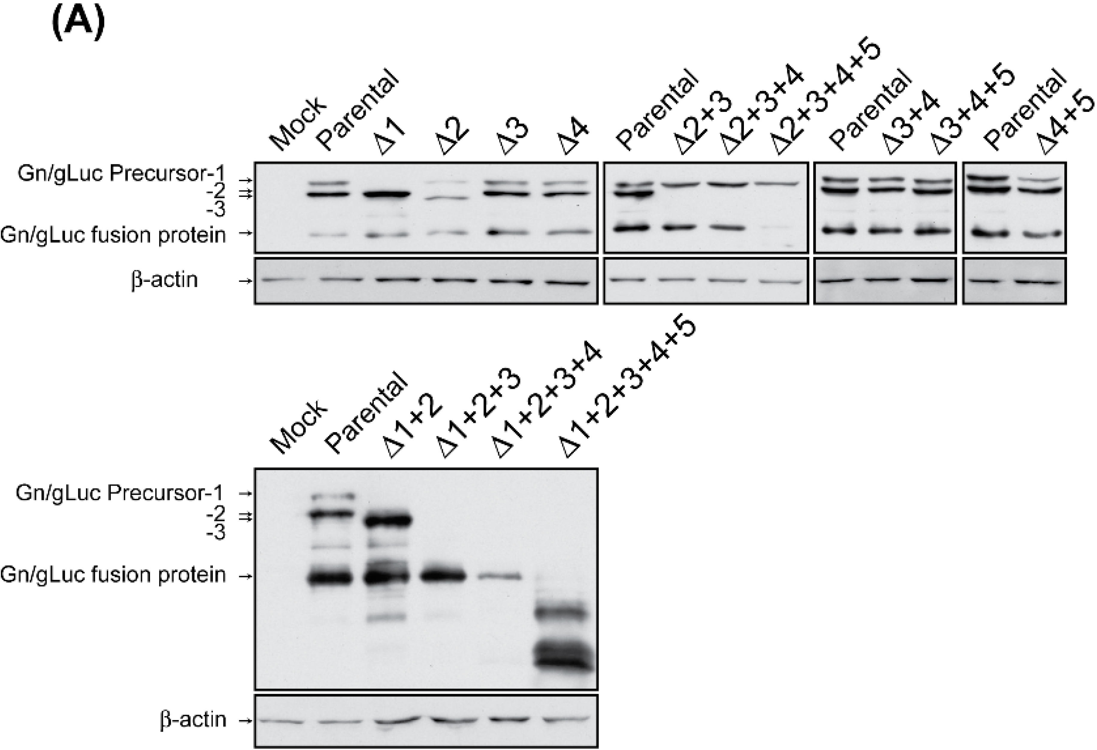 Viruses 08 00151 g002a