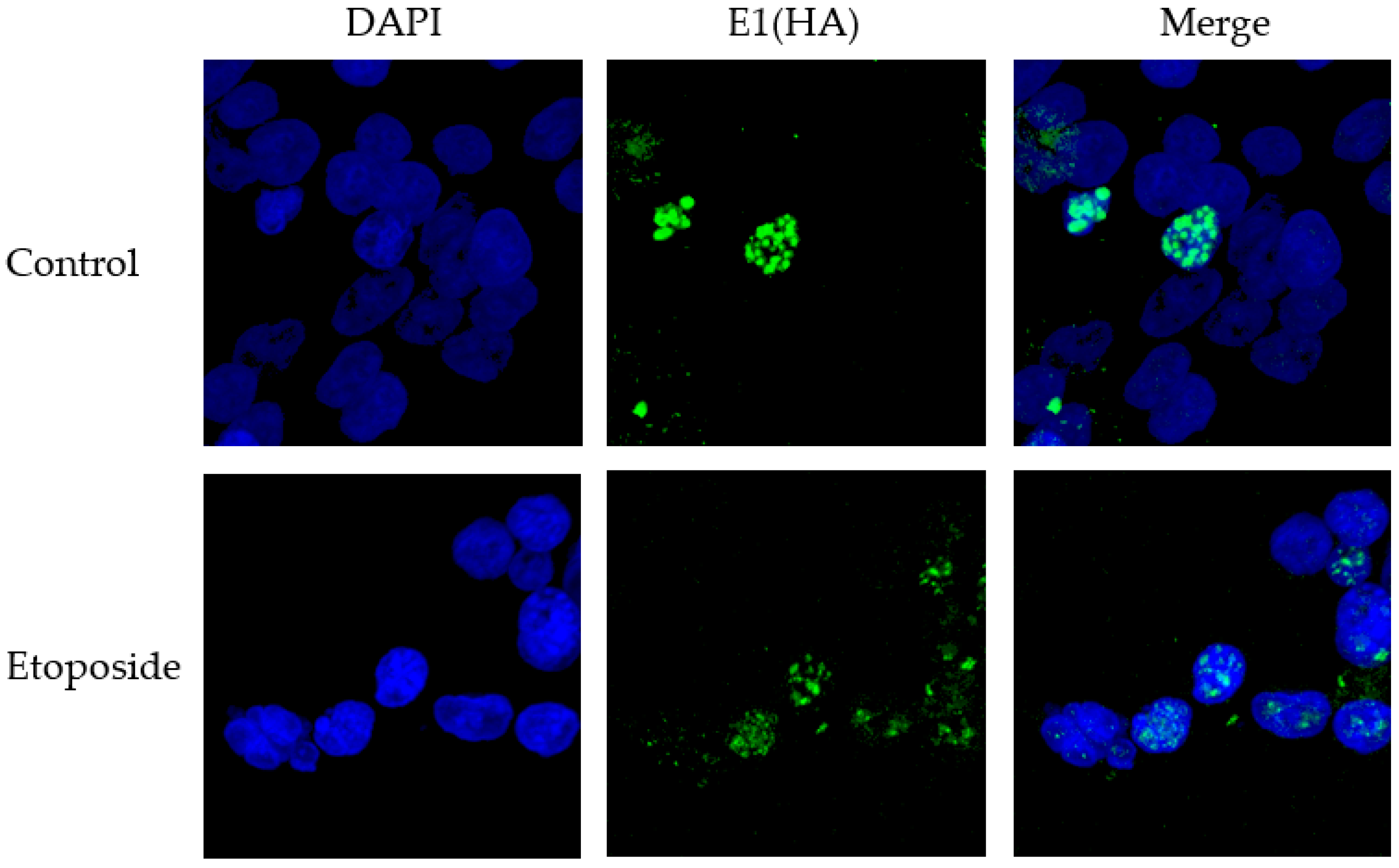 Viruses 08 00175 g007