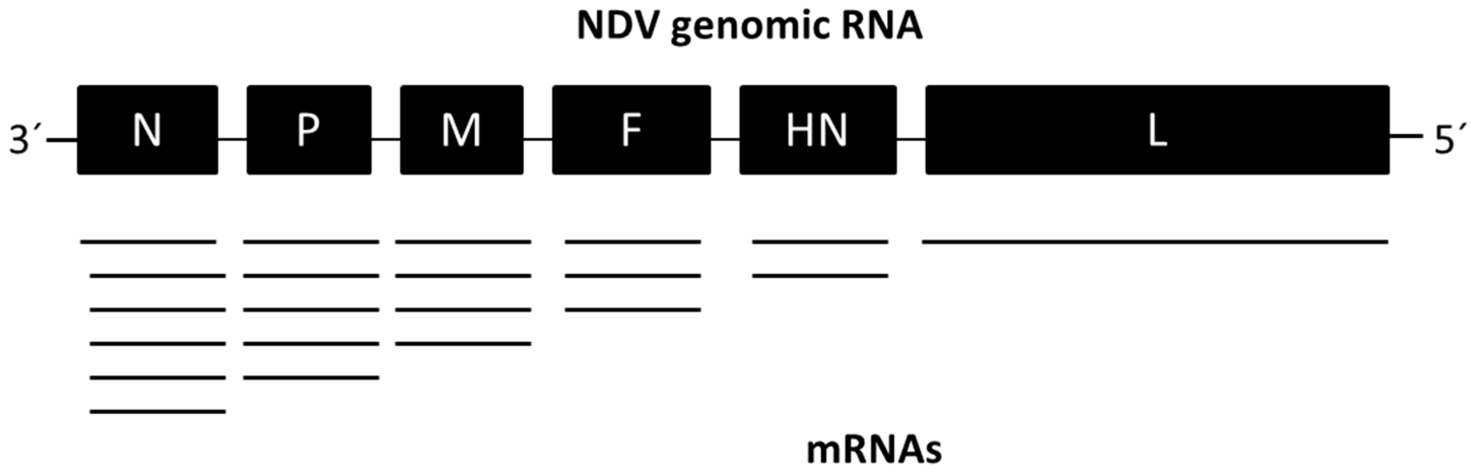 Viruses 08 00183 g001