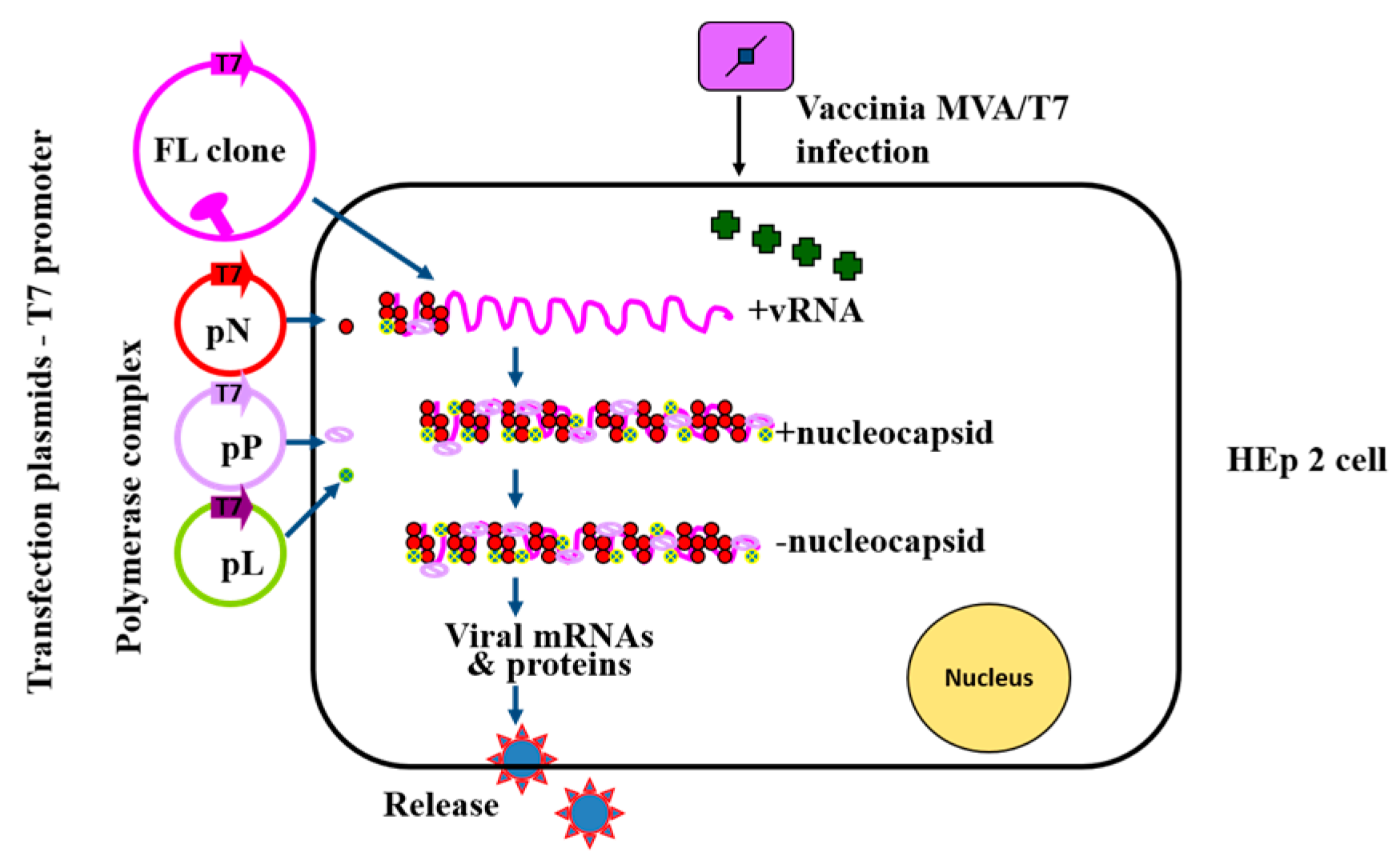 Viruses 08 00183 g002