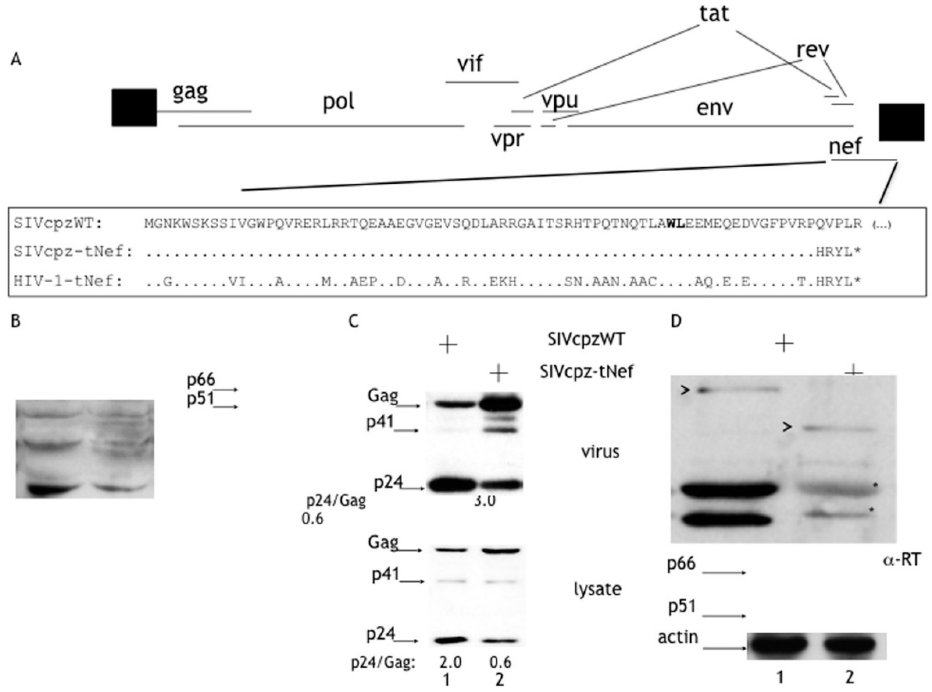 Viruses 08 00189 g001
