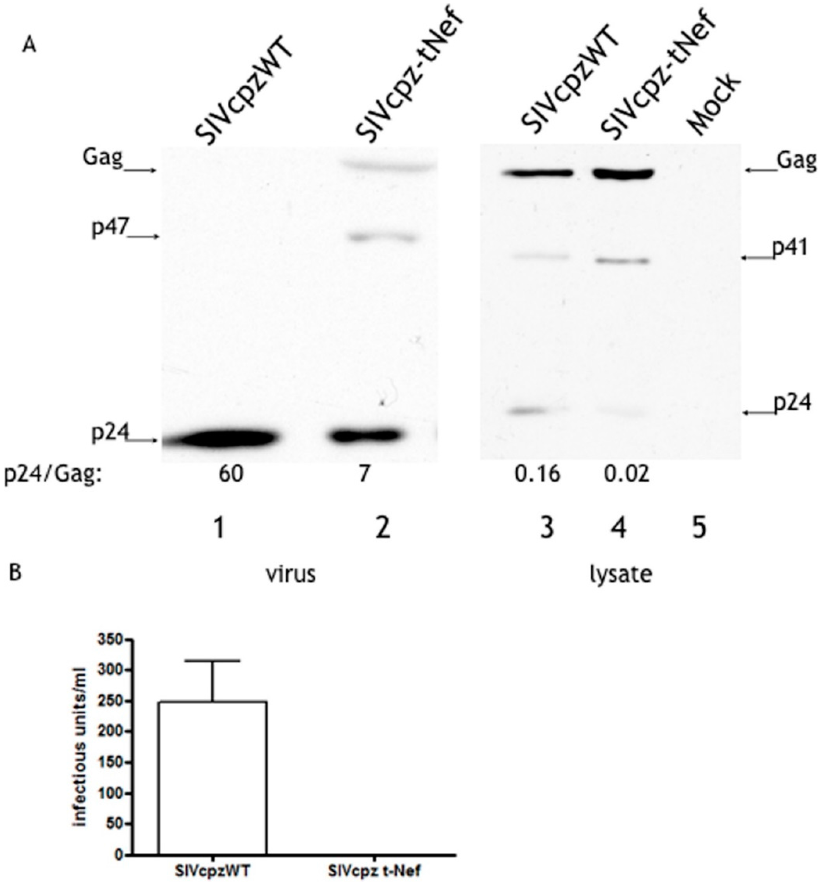 Viruses 08 00189 g002