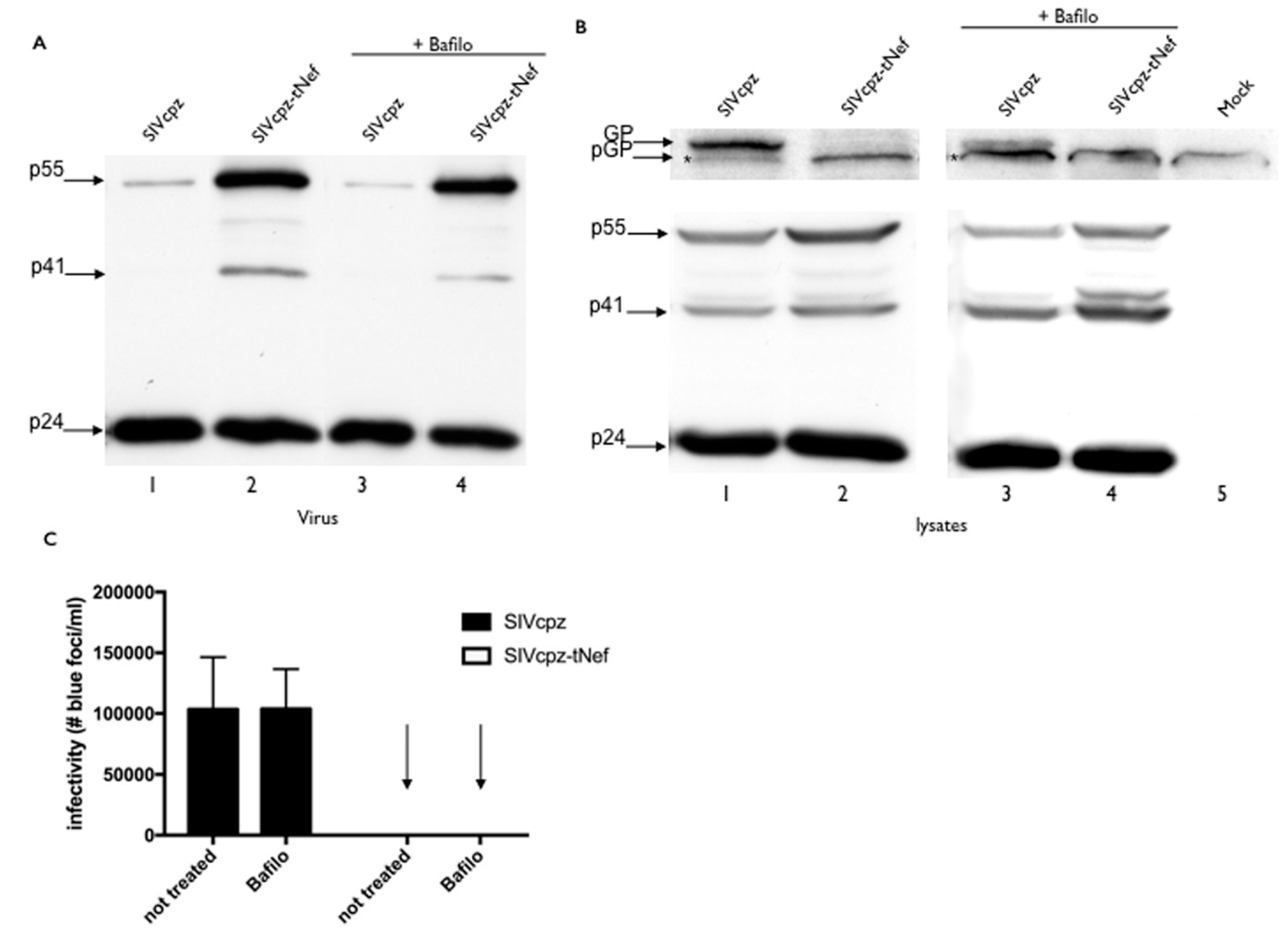 Viruses 08 00189 g006