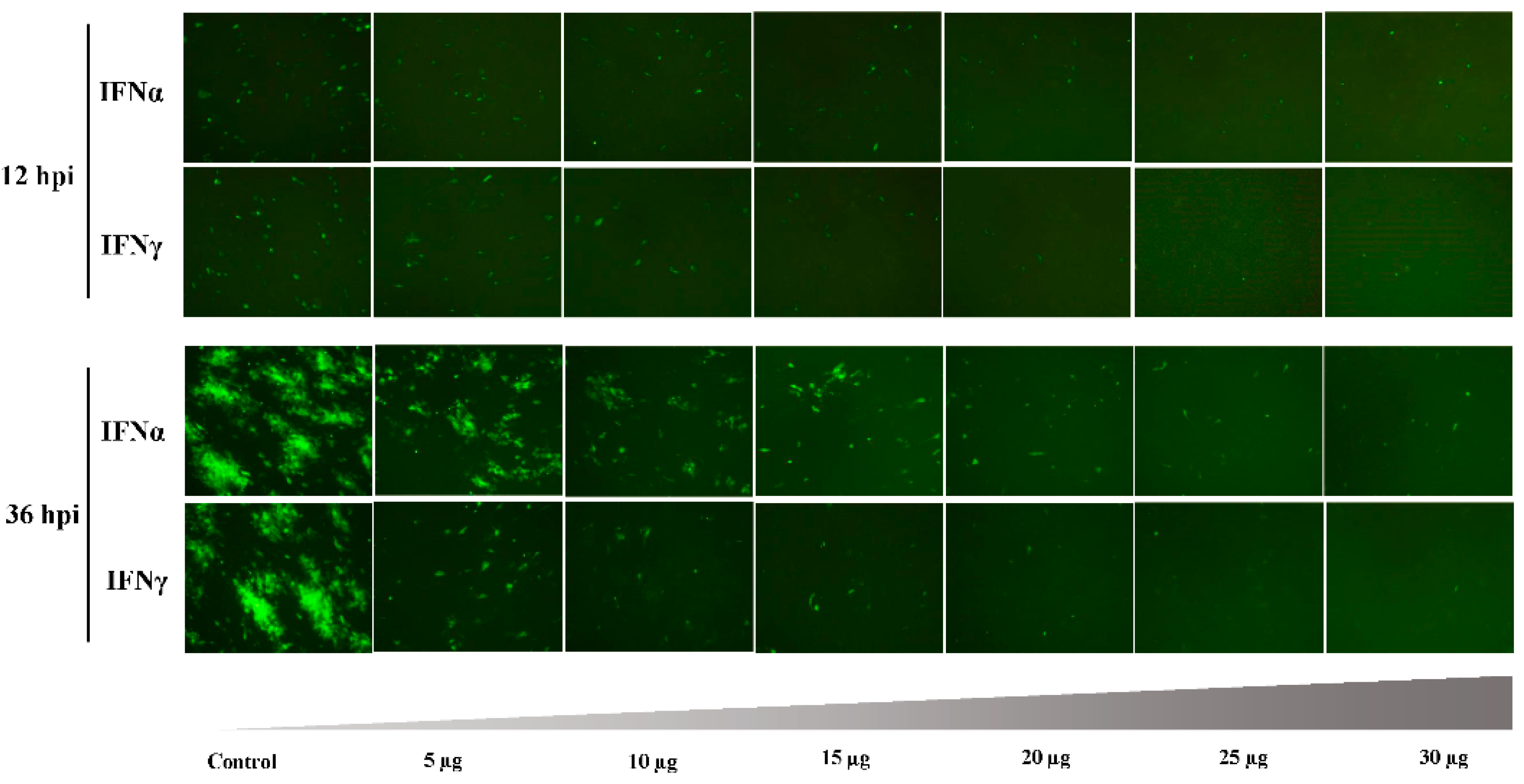 Viruses 08 00195 g004